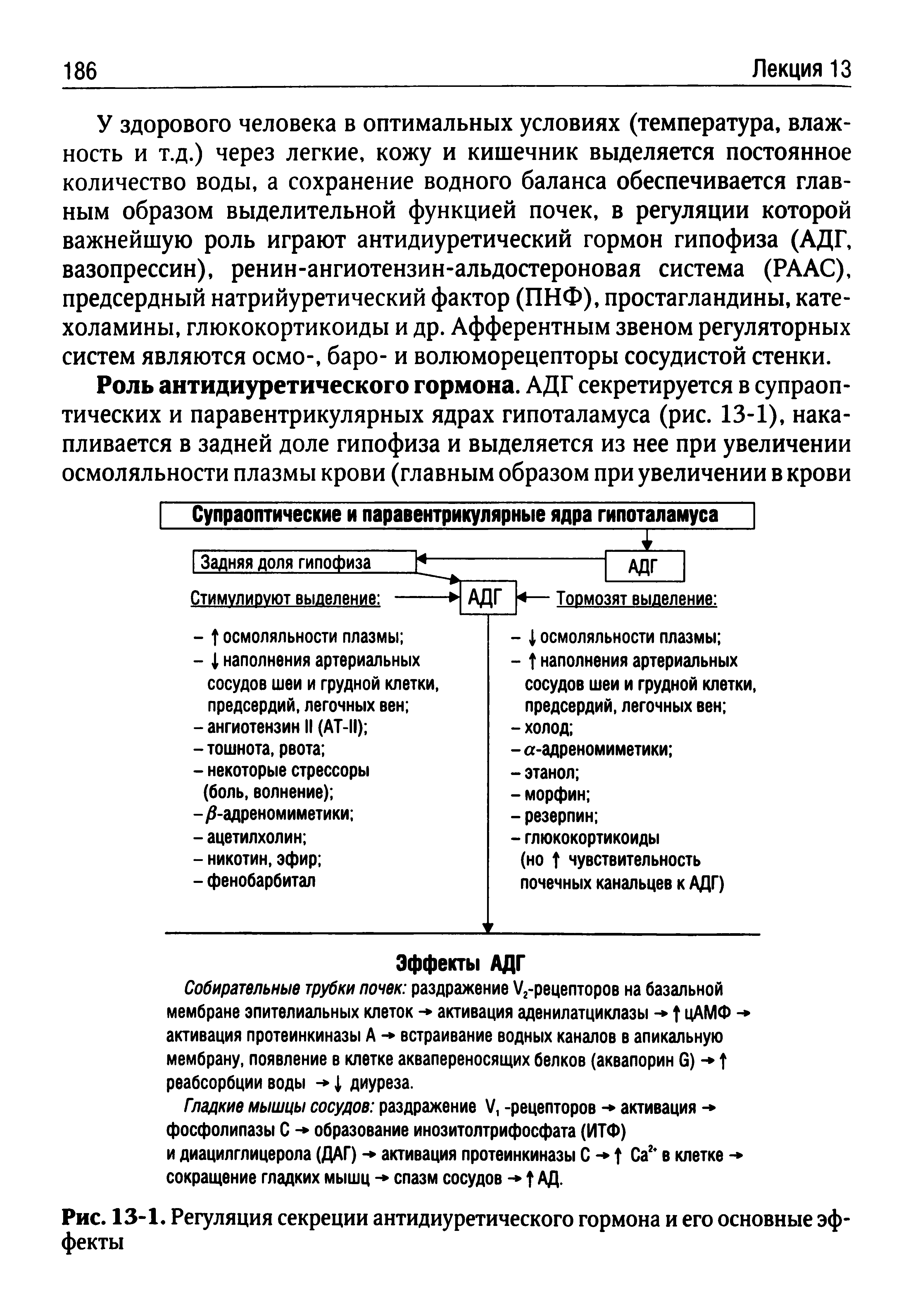 Рис. 13-1. Регуляция секреции антидиуретического гормона и его основные эф фекты...