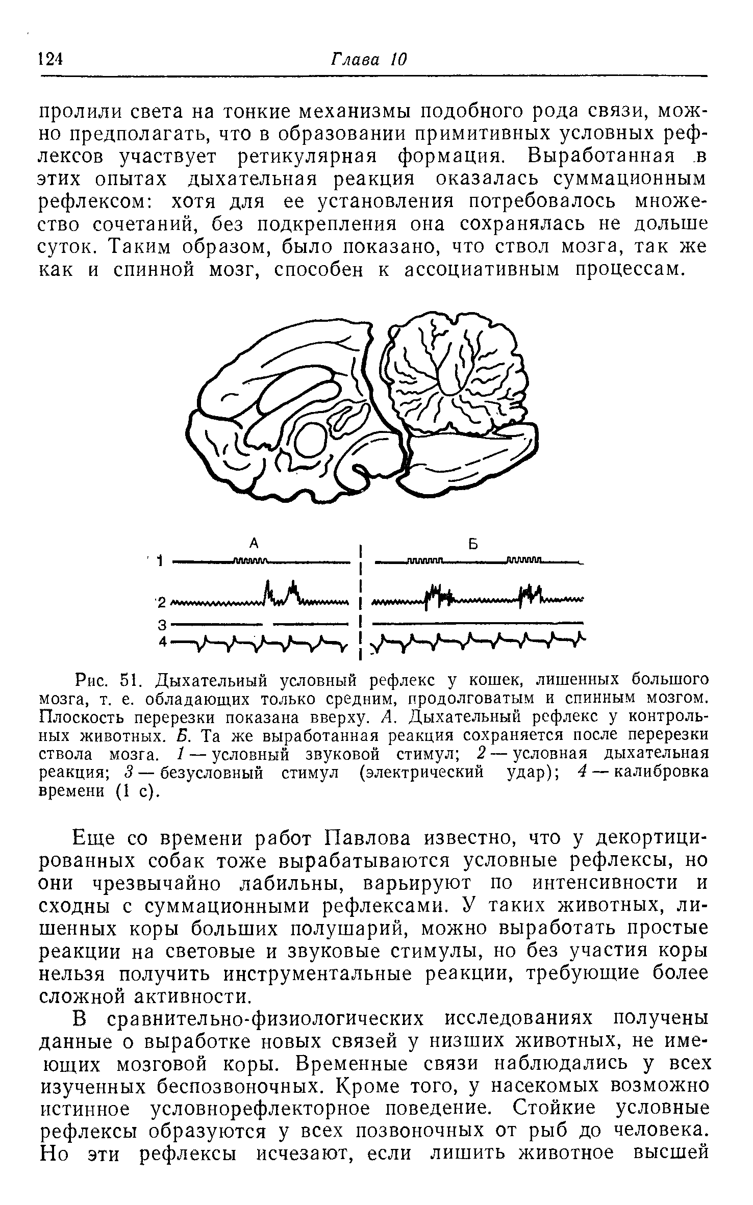 Рис. 51. Дыхательный условный рефлекс у кошек, лишенных большого мозга, т. е. обладающих только средним, продолговатым и спинным мозгом. Плоскость перерезки показана вверху. А. Дыхательный рефлекс у контрольных животных. Б. Та же выработанная реакция сохраняется после перерезки ствола мозга. 1 — условный звуковой стимул 2 — условная дыхательная реакция 3—безусловный стимул (электрический удар) 4 — калибровка времени (1 с).