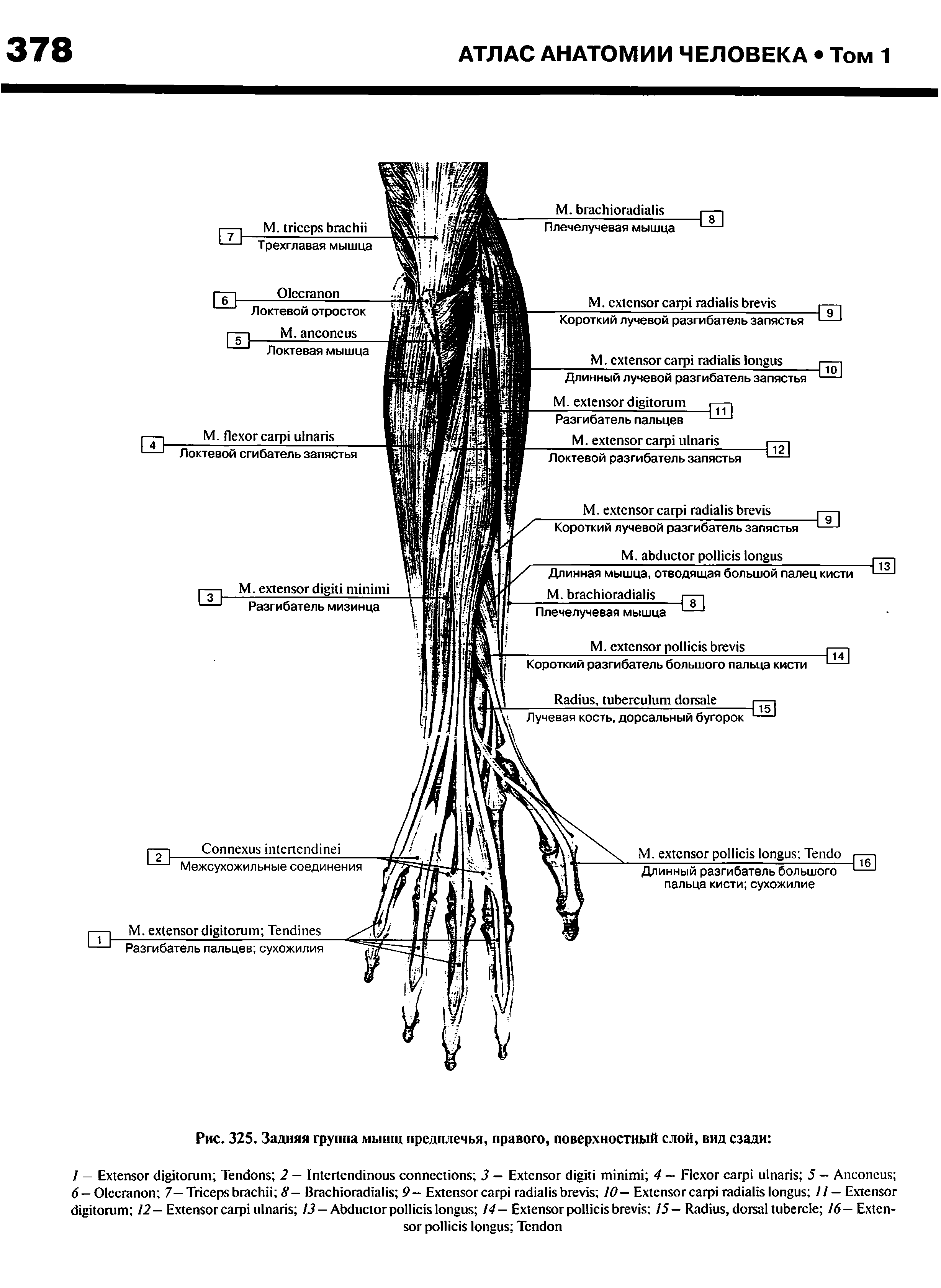 Рис. 325. Задняя группа мышц предплечья, правого, поверхностный слой, вид сзади ...