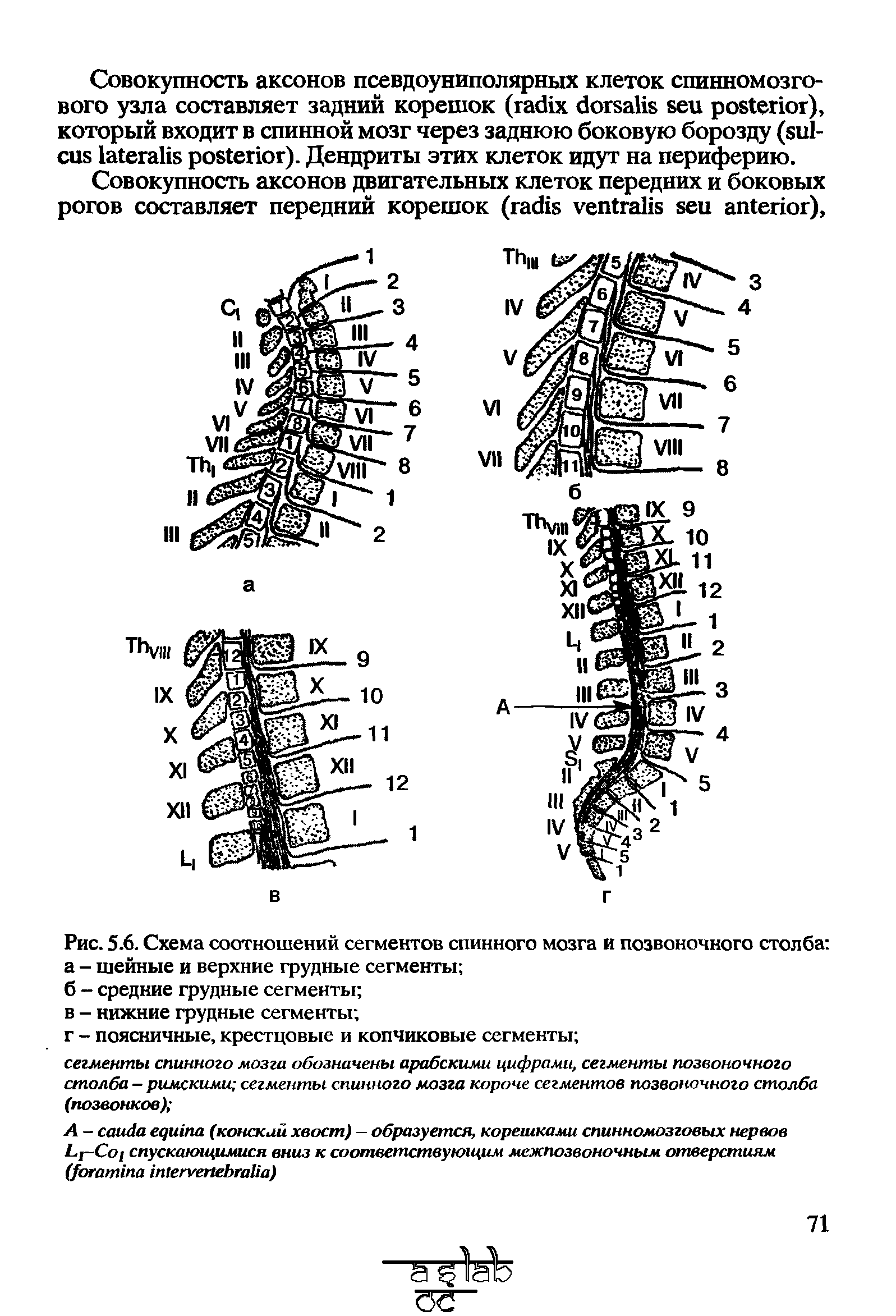 Рис. 5.6. Схема соотношений сегментов спинного мозга и позвоночного столба а - шейные и верхние грудные сегменты ...