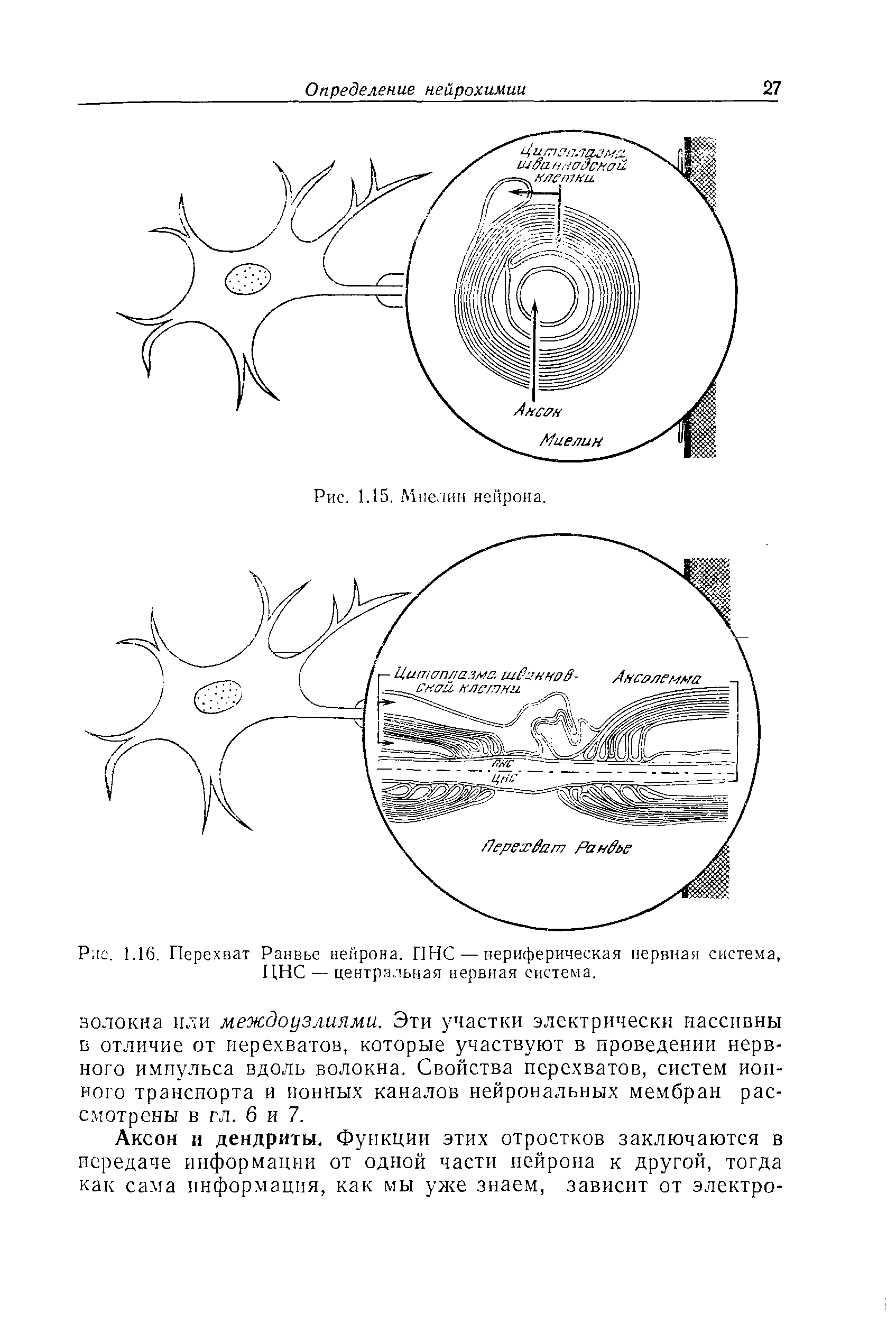 Рис. 1.16. Перехват Ранвье нейрона. ПНС — периферическая нервная система, ЦНС — центральная нервная система.