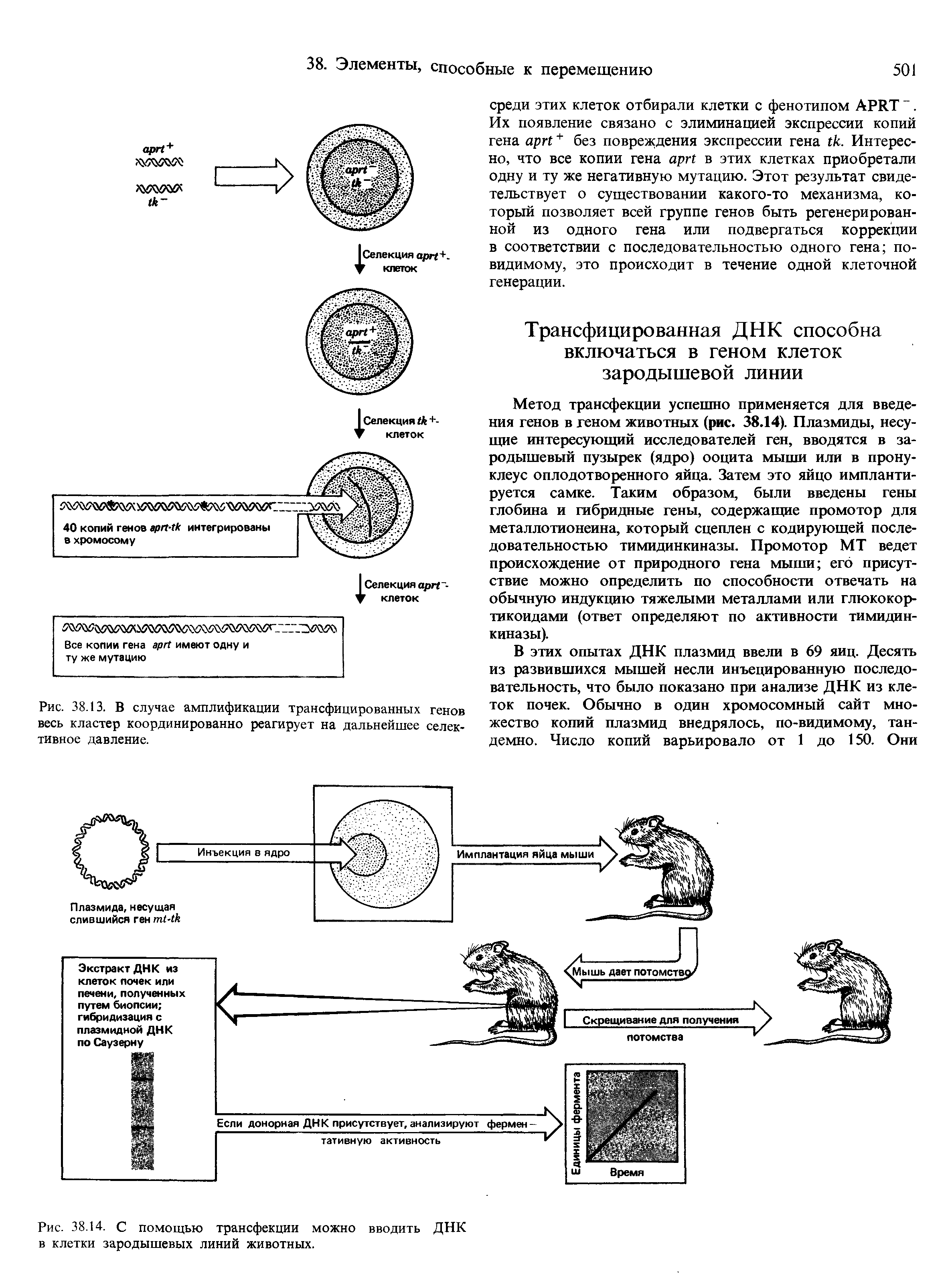Рис. 38.14. С помощью трансфекции можно вводить ДНК в клетки зародышевых линий животных.