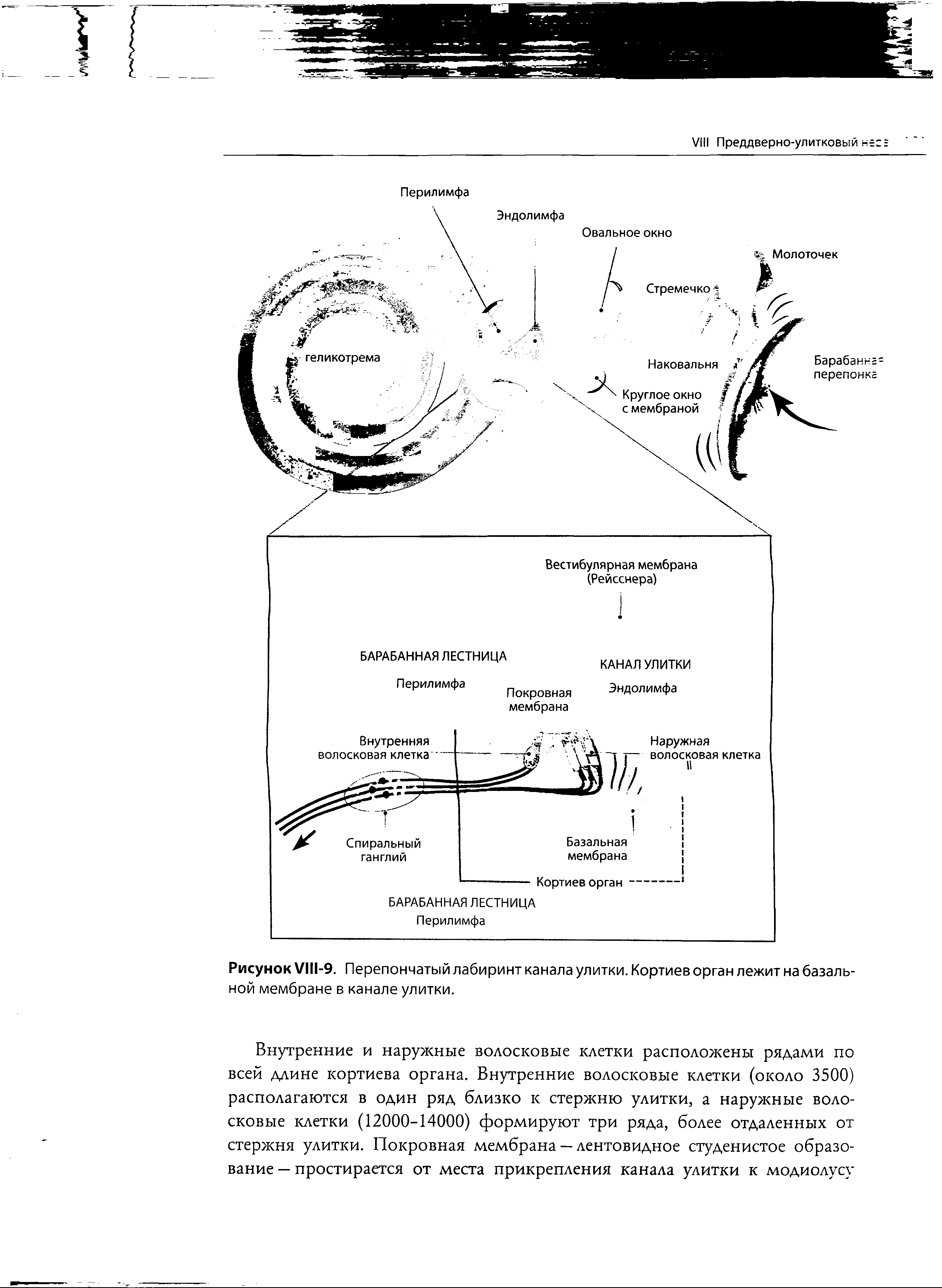 Рисунок VI11-9. Перепончатый лабиринт канала улитки. Кортиев орган лежит на базальной мембране в канале улитки.