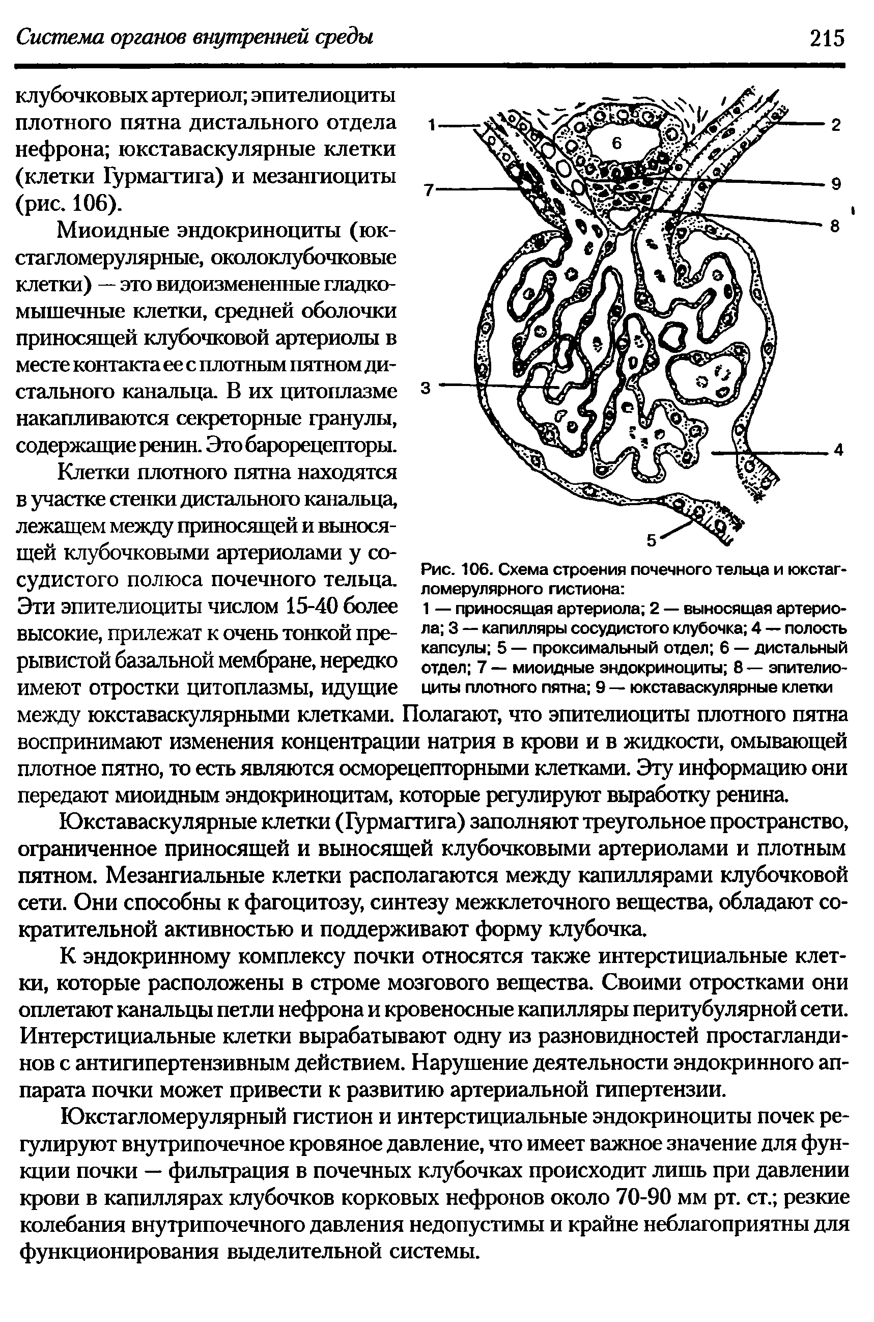 Рис. 106. Схема строения почечного тельца и юкстагломерулярного гистиона ...