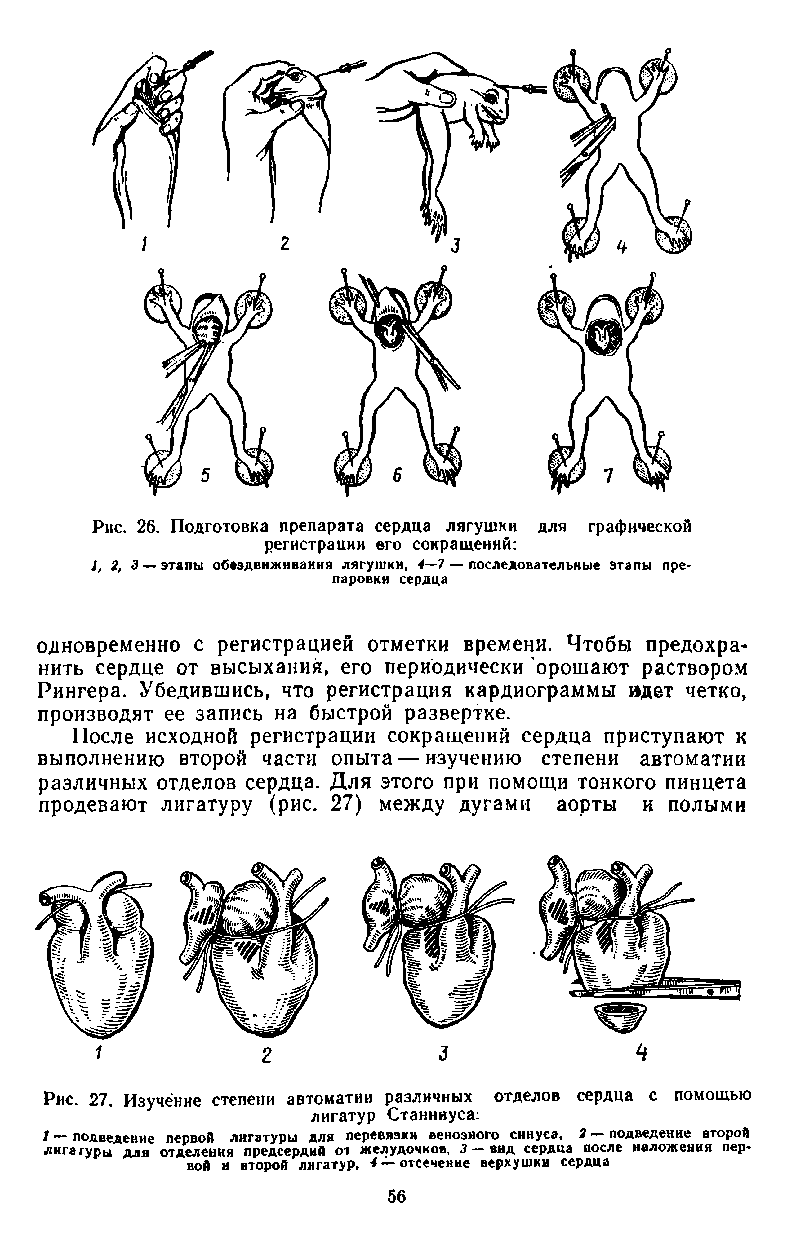 Рис. 27. Изучение степени автоматии различных отделов сердца с помощью лигатур Станннуса ...