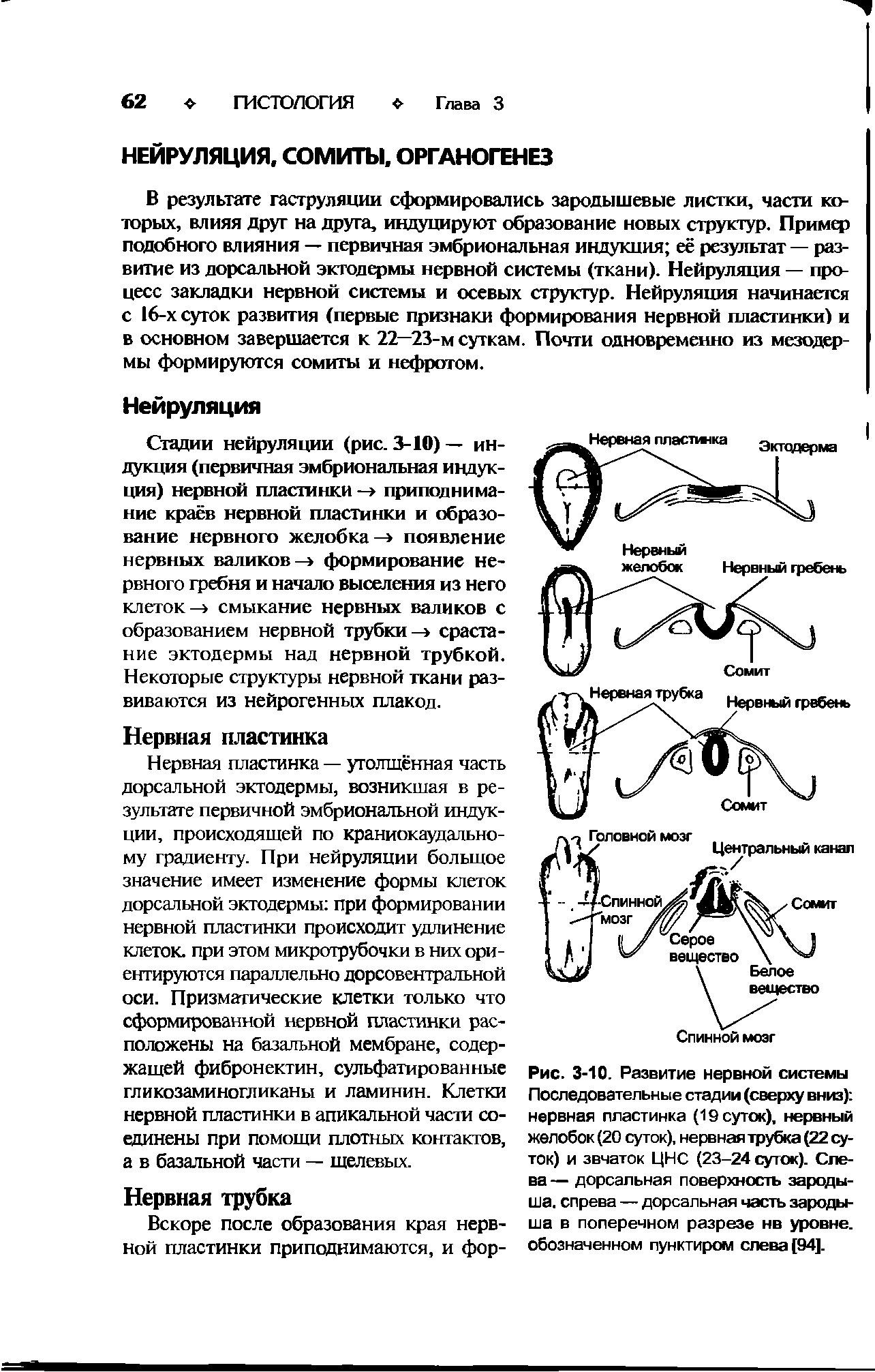 Рис. 3-10. Развитие нервной системы Последовательные стадии (сверху вниз) нервная пластинка (19 суток), нервный желобок (20 суток), нервная трубка (22 суток) и звчаток ЦНС (23-24 суток). Слева — дорсальная поверхность зародыша. спрева — дорсальная часть зародыша в поперечном разрезе нв уровне, обозначенном пунктиром слева [94].