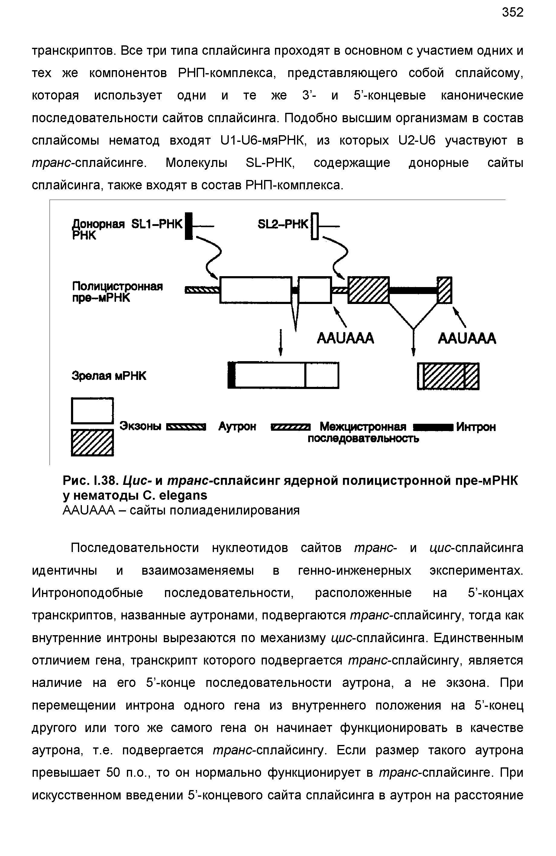 Рис. 1.38. Цис- и транс-сплайсинг ядерной полицистронной пре-мРНК у нематоды С. е1едапз...