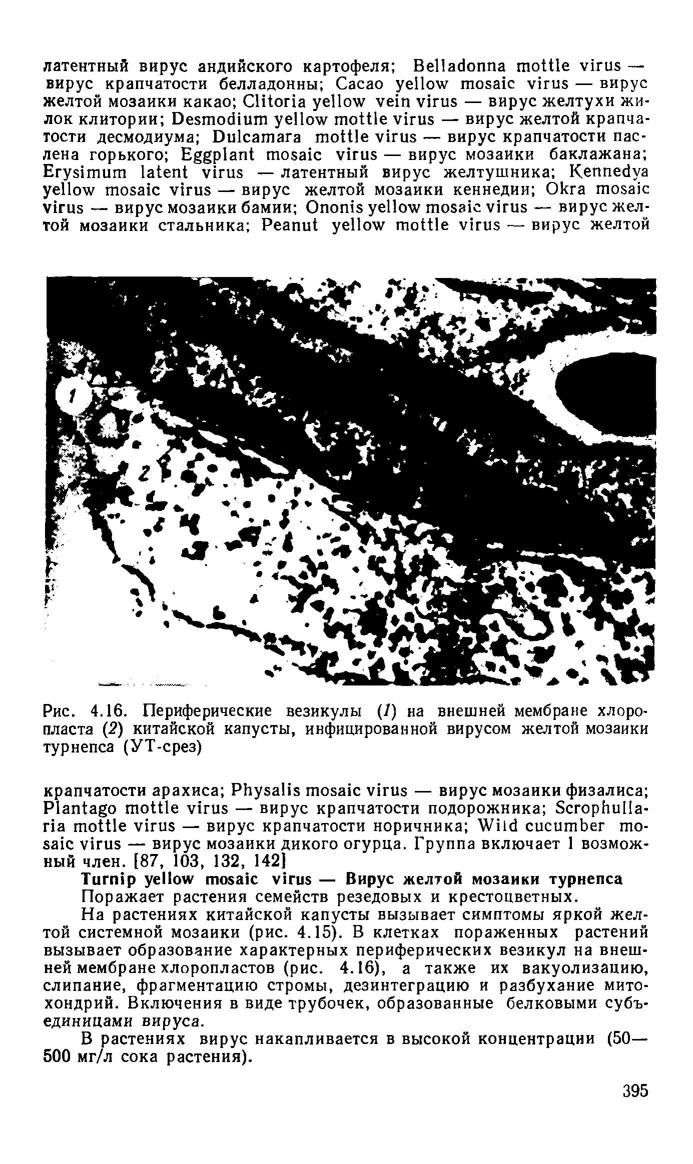 Рис. 4.16. Периферические везикулы (/) на внешней мембране хлоропласта (2) китайской капусты, инфицированной вирусом желтой мозаики турнепса (УТ-срез)...