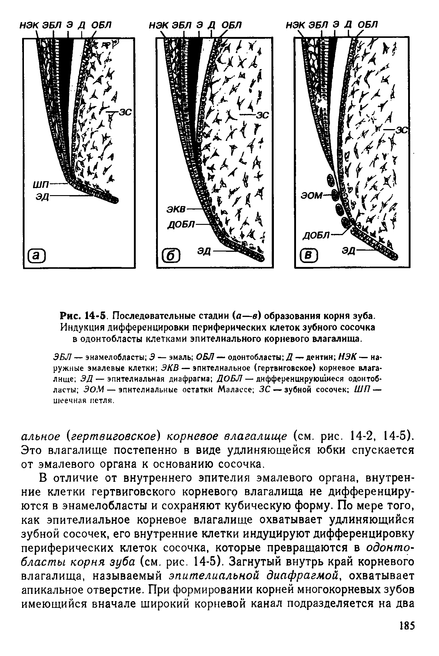 Рис. 14-5. Последовательные стадии (а—в) образования корня зуба. Индукция дифференцировки периферических клеток зубного сосочка в одонтобласты клетками эпителиального корневого влагалища.