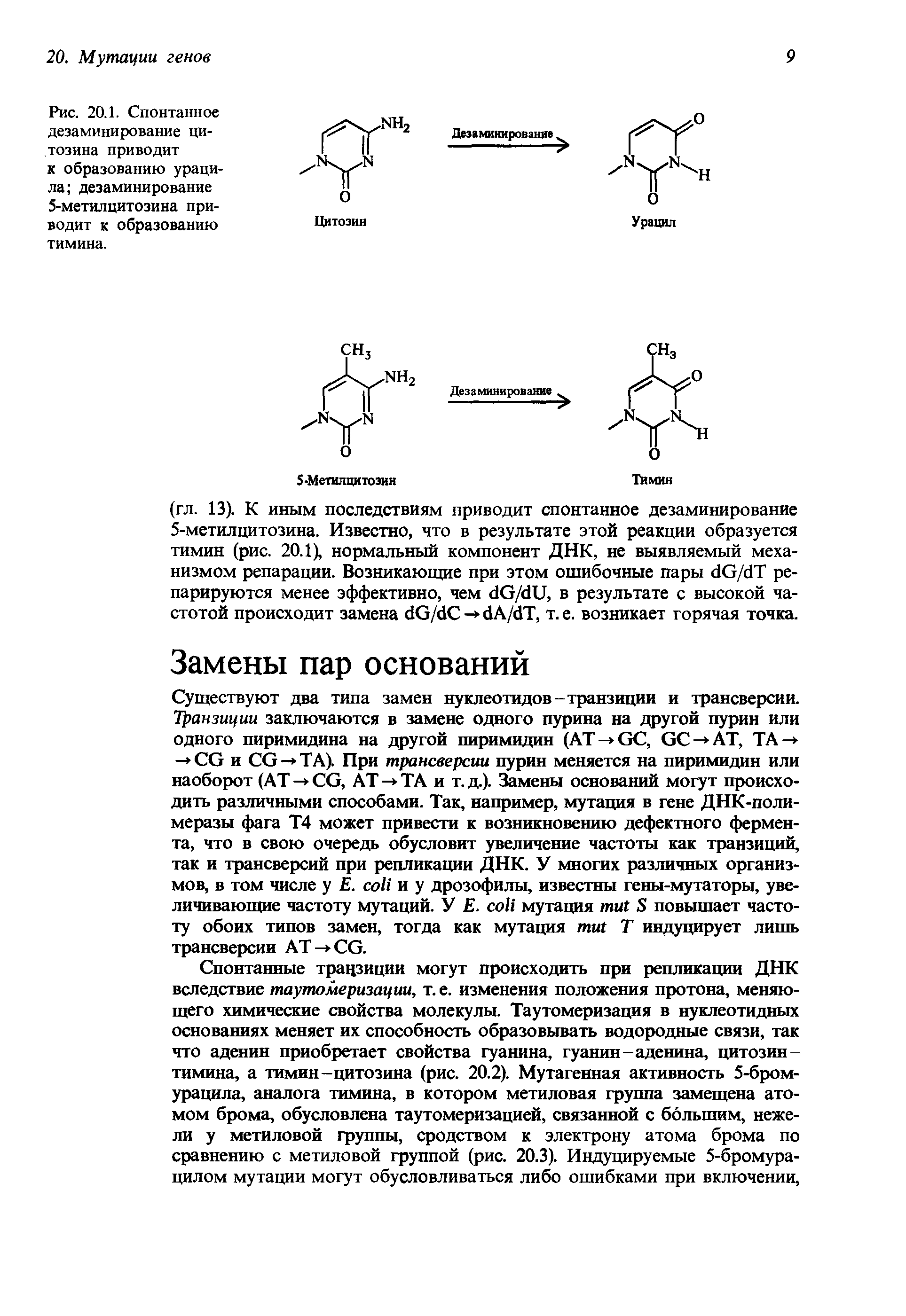 Рис. 20.1. Спонтанное дезаминирование цитозина приводит к образованию урацила дезаминирование 5-метилцитозина приводит к образованию тимина.