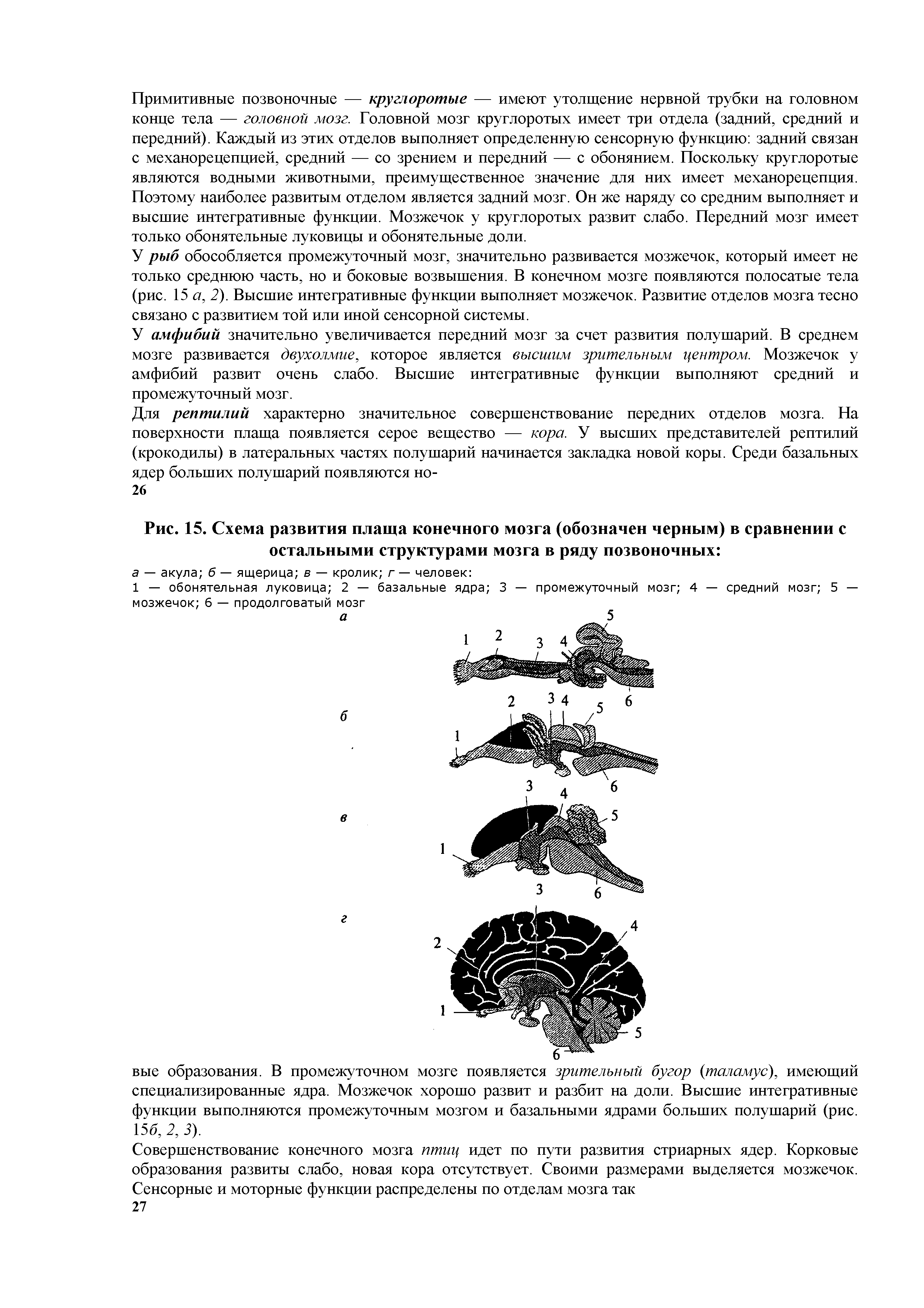 Рис. 15. Схема развития плаща конечного мозга (обозначен черным) в сравнении с остальными структурами мозга в ряду позвоночных ...