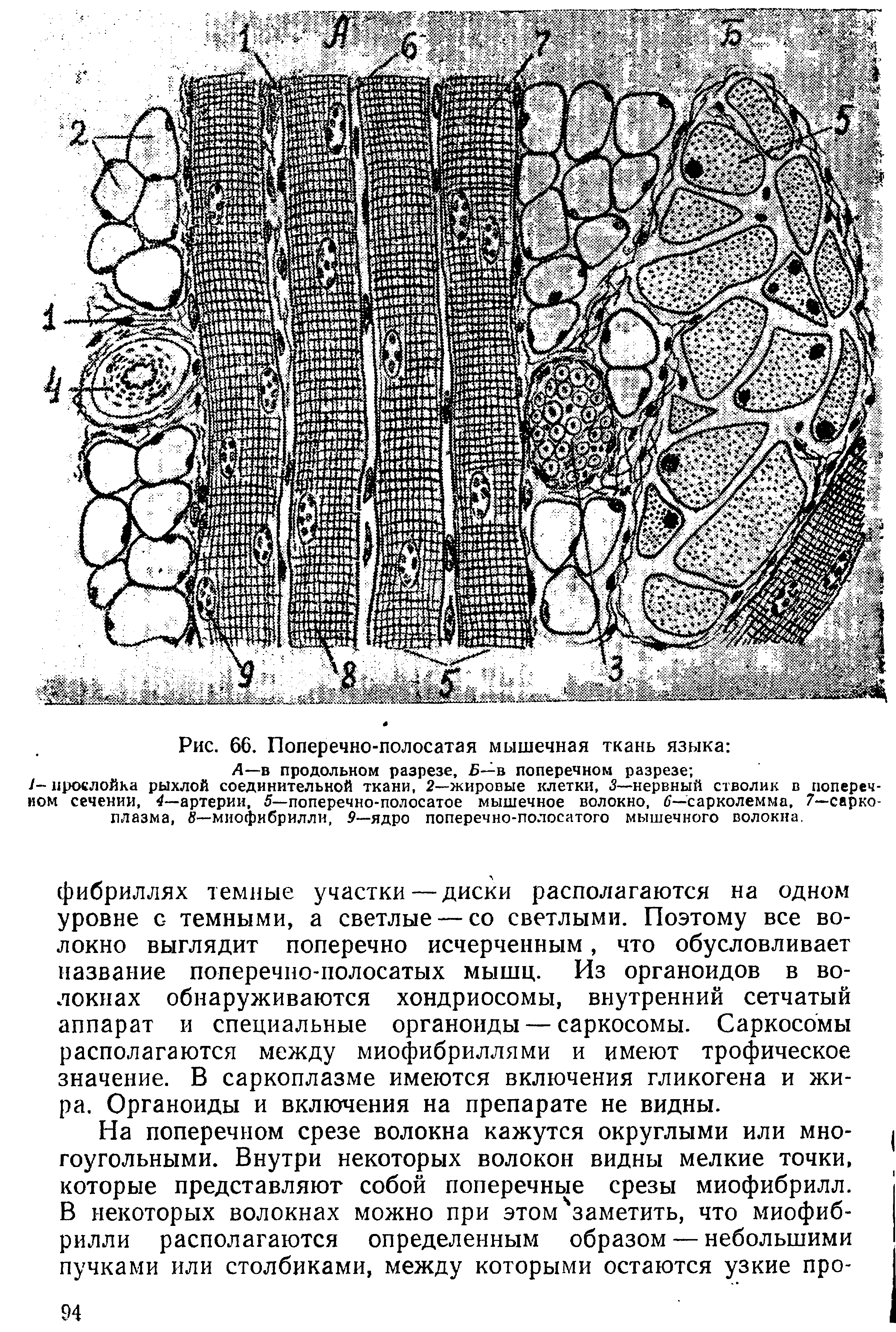 Рис. 66. Поперечно-полосатая мышечная ткань языка Л—в продольном разрезе, 5—в поперечном разрезе ...