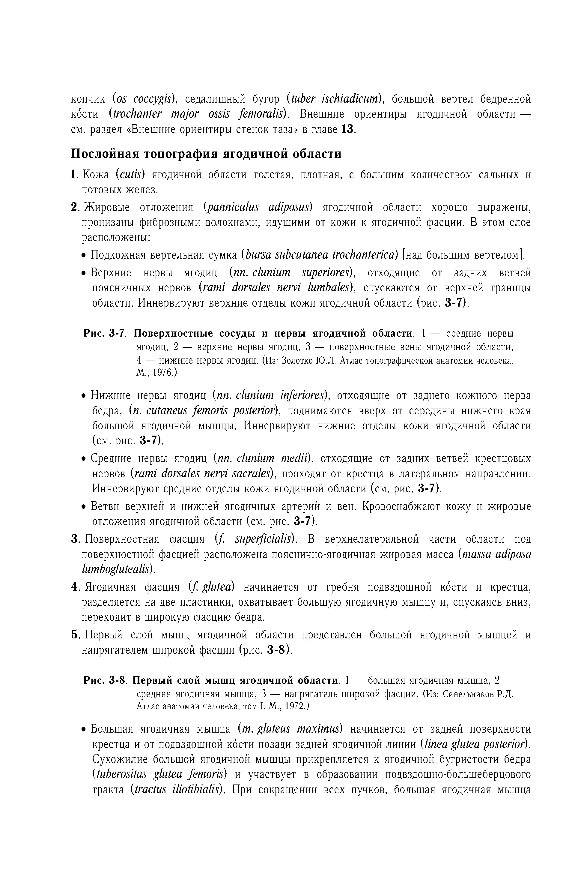 Рис. 3-8. Первый слой мышц ягодичной области. 1 — большая ягодичная мышца, 2 — средняя ягодичная мышца, 3 — напрягатель широкой фасции. (Из Синельников Р.Д. Атлас анатомии человека, том I. М., 1972.)...