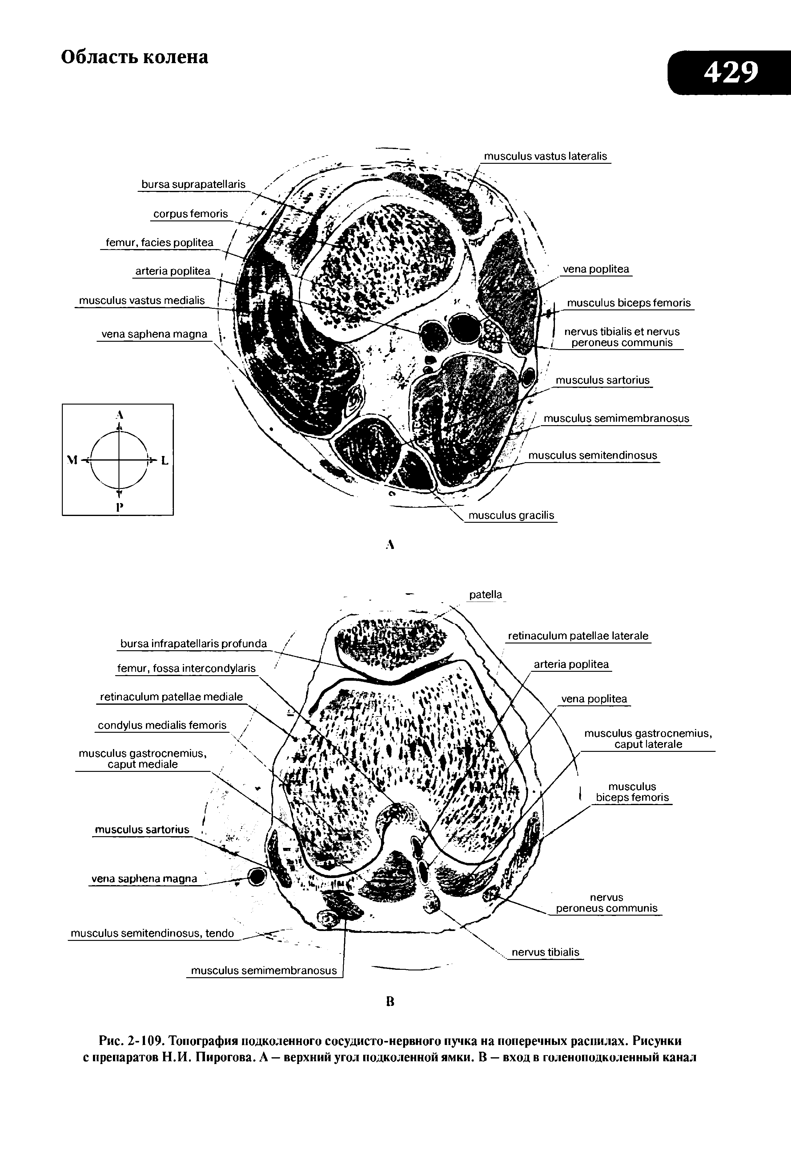 Рис. 2-109. Топография подколенного сосудисто-нервного пучка на поперечных распилах. Рисунки с препаратов Н.И. Пирогова. А — верхний угол подколенной ямки. В — вход в голеноподколенный канал...