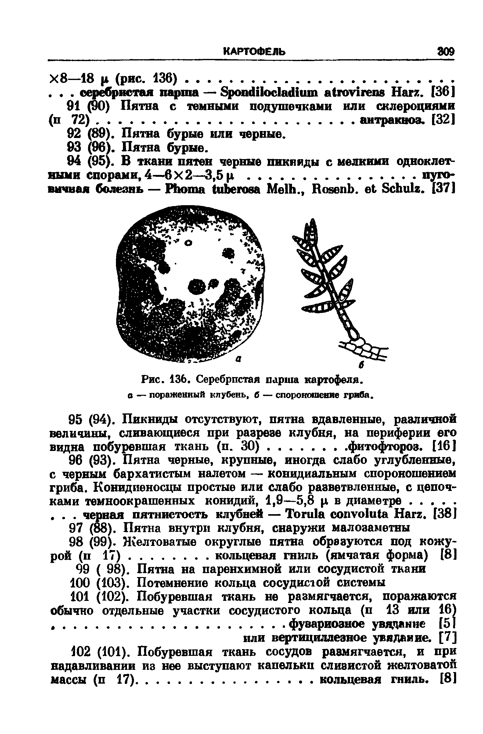 Рис. 136. Серебристая парша картофеля, о — пораженный клубень, б — спороношение гриба.