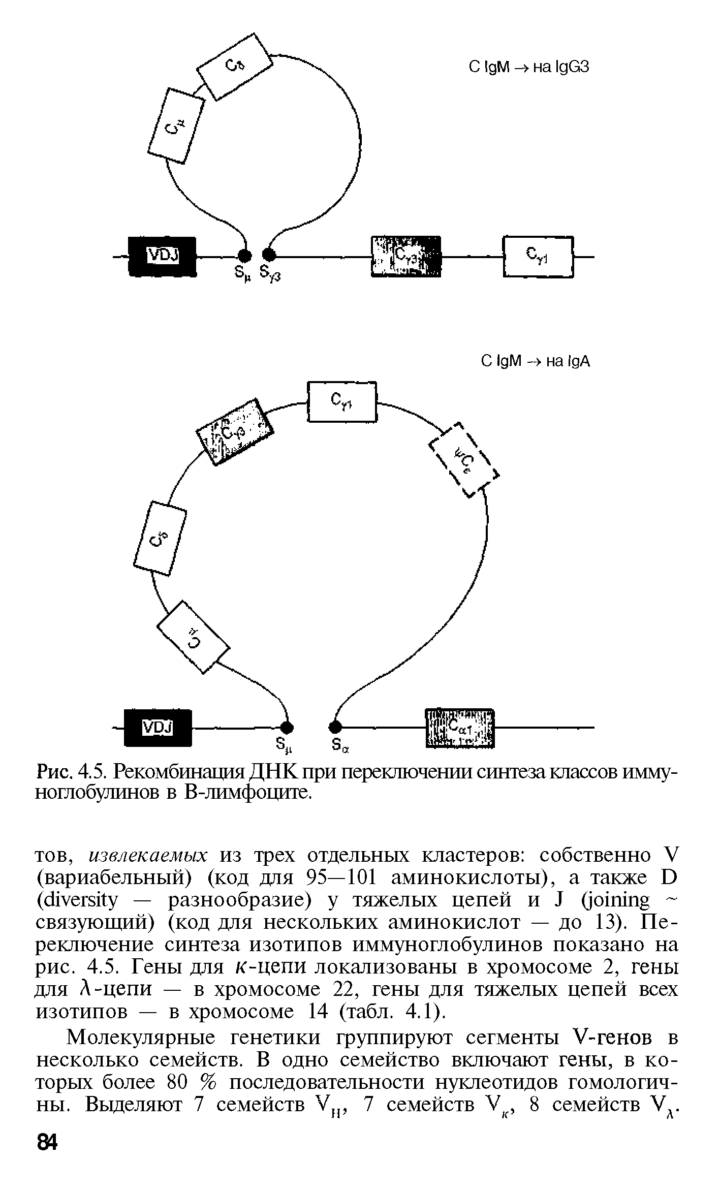 Рис. 4.5. Рекомбинация ДНК при переключении синтеза классов иммуноглобулинов в В-лимфоците.