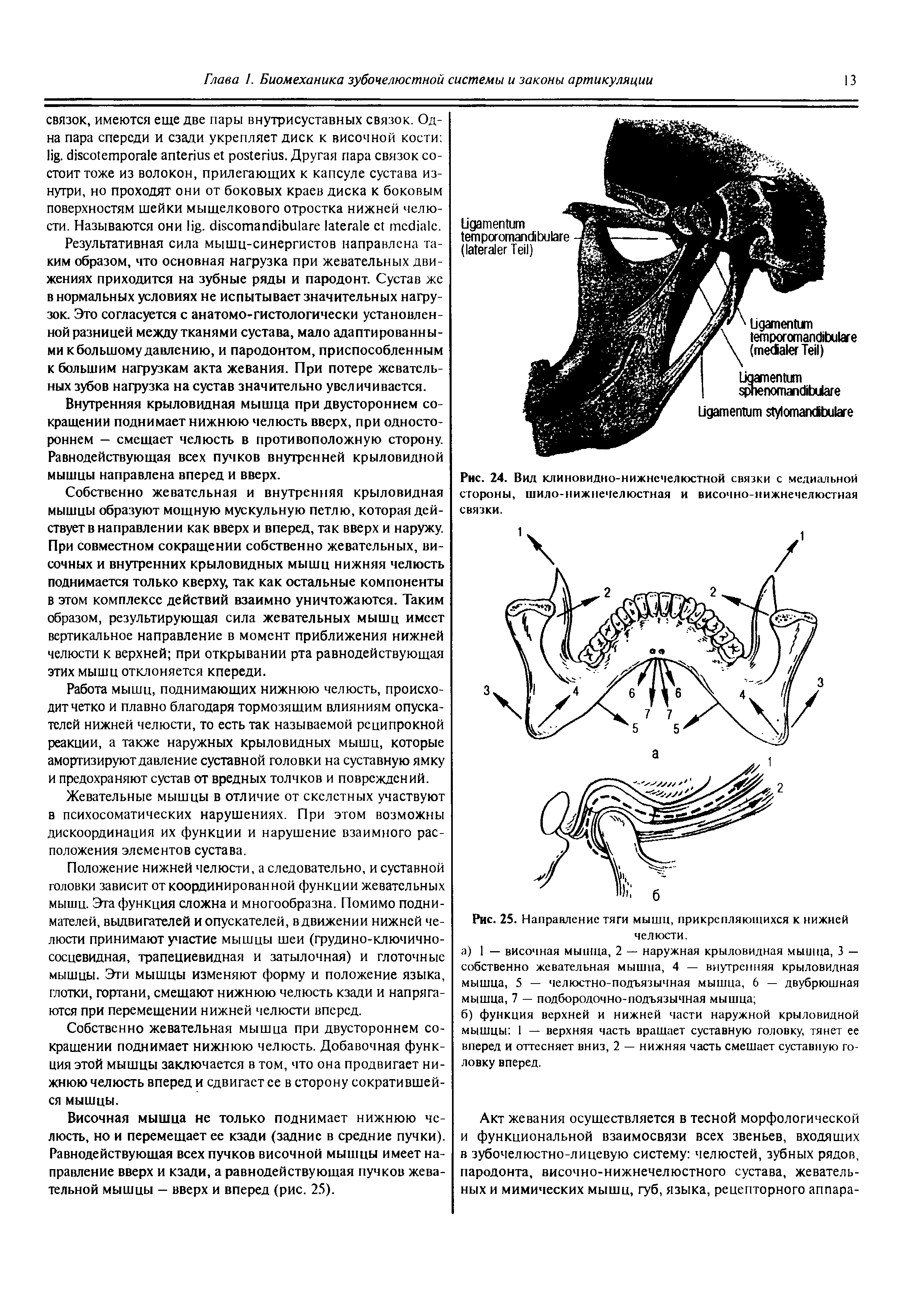 Рис. 24. Вид клиновидно-нижнечелюстной связки с медиальной стороны, шило-нижнечелюстная и височно-нижнечелюстная связки.