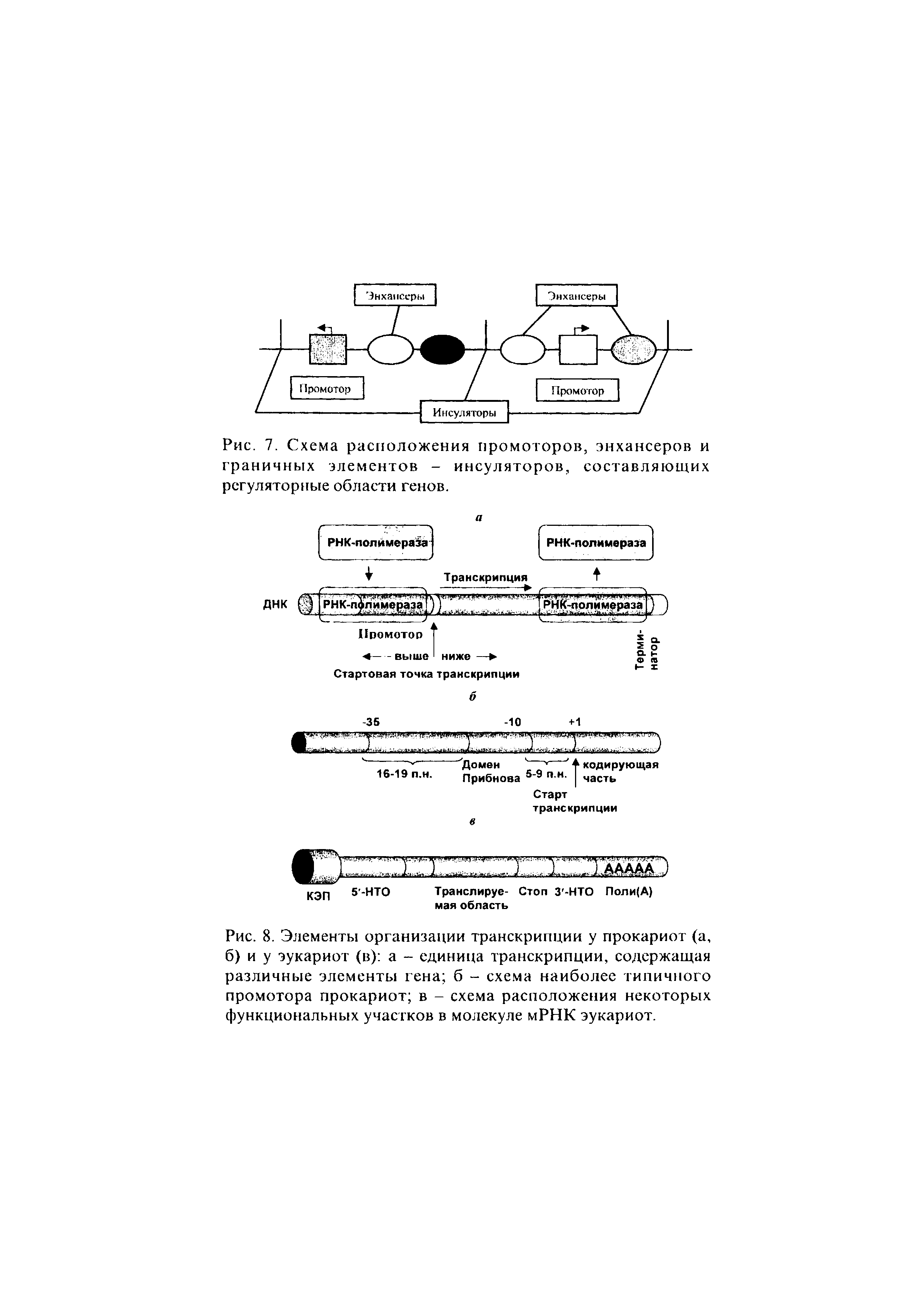 Рис. 8. Элементы организации транскрипции у прокариот (а, б) и у эукариот (в) а - единица транскрипции, содержащая различные элементы гена б - схема наиболее типичного промотора прокариот в - схема расположения некоторых функциональных участков в молекуле мРНК эукариот.