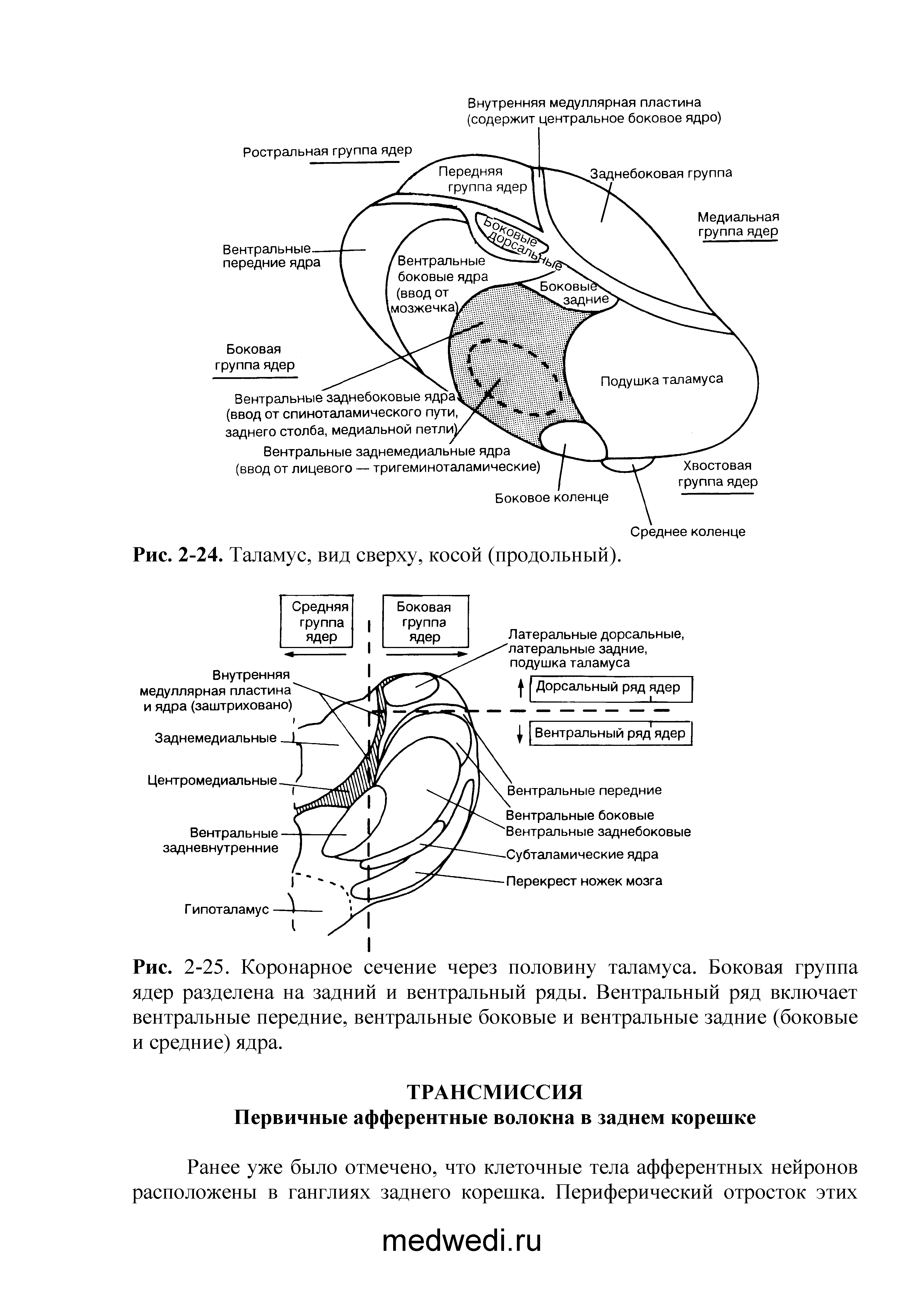 Рис. 2-25. Коронарное сечение через половину таламуса. Боковая группа ядер разделена на задний и вентральный ряды. Вентральный ряд включает вентральные передние, вентральные боковые и вентральные задние (боковые и средние) ядра.