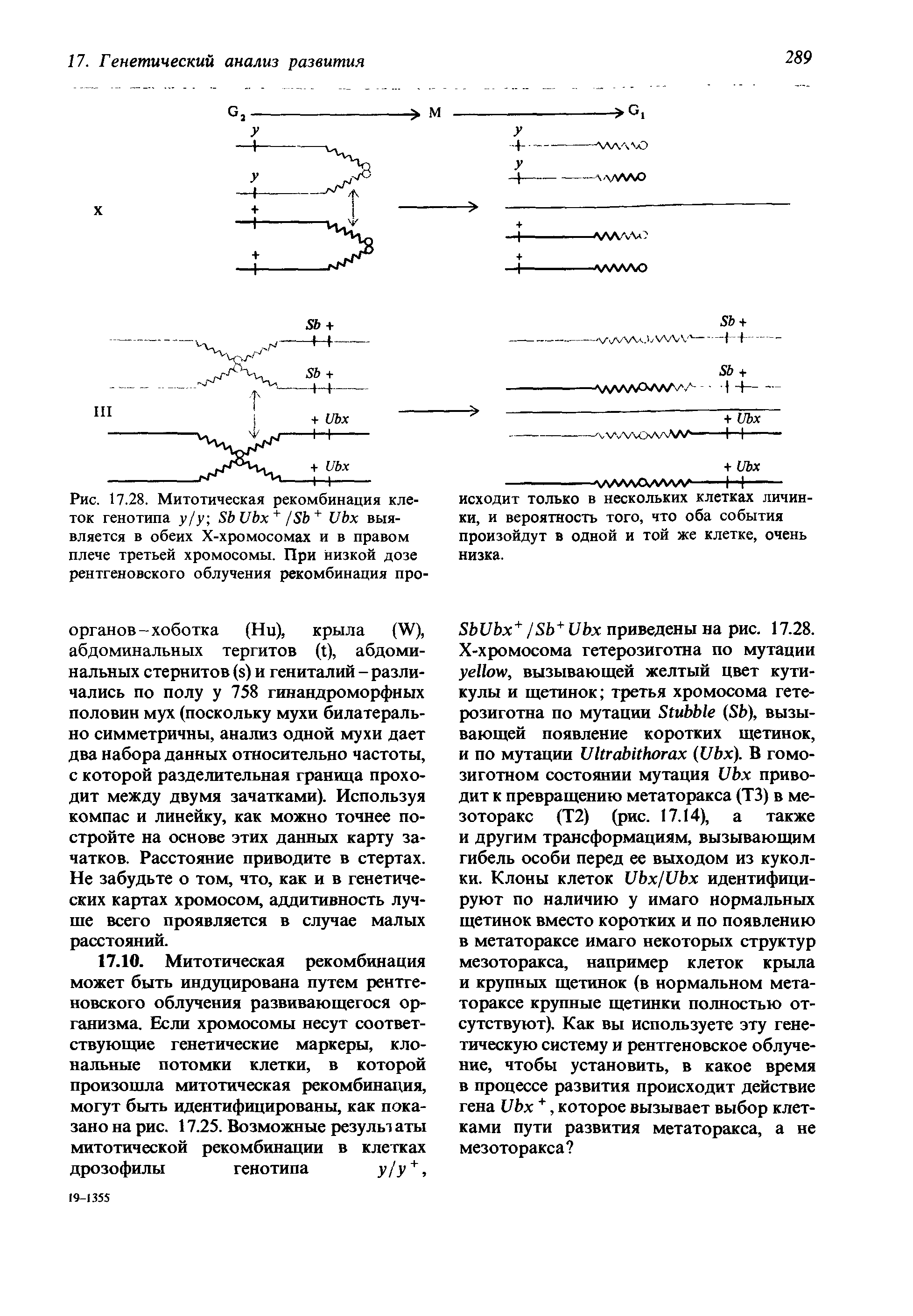 Рис. 17.28. Митотическая рекомбинация клеток генотипа у/у 8Ы7Ьх + / Ь + 12Ьх выявляется в обеих Х-хромосомах и в правом плече третьей хромосомы. При низкой дозе рентгеновского облучения рекомбинация про-...