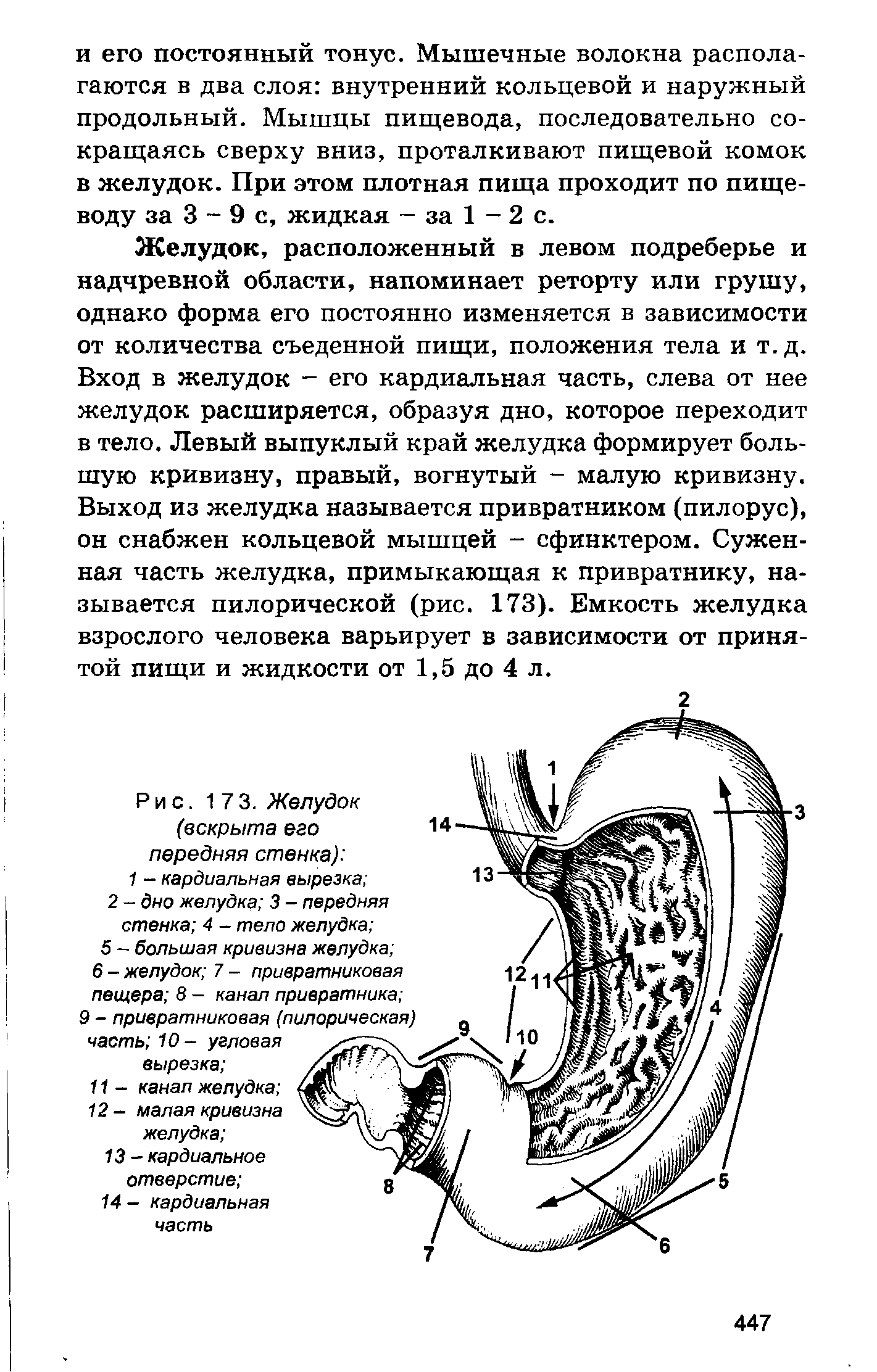 Рис. 173. Желудок (вскрыта его передняя стенка) 1 - кардиальная вырезка 2 - дно желудка 3 - передняя стенка 4 - тело желудка 5 - большая кривизна желудка 6 - желудок 7 - привратниковая пещера 8 - канал привратника ...