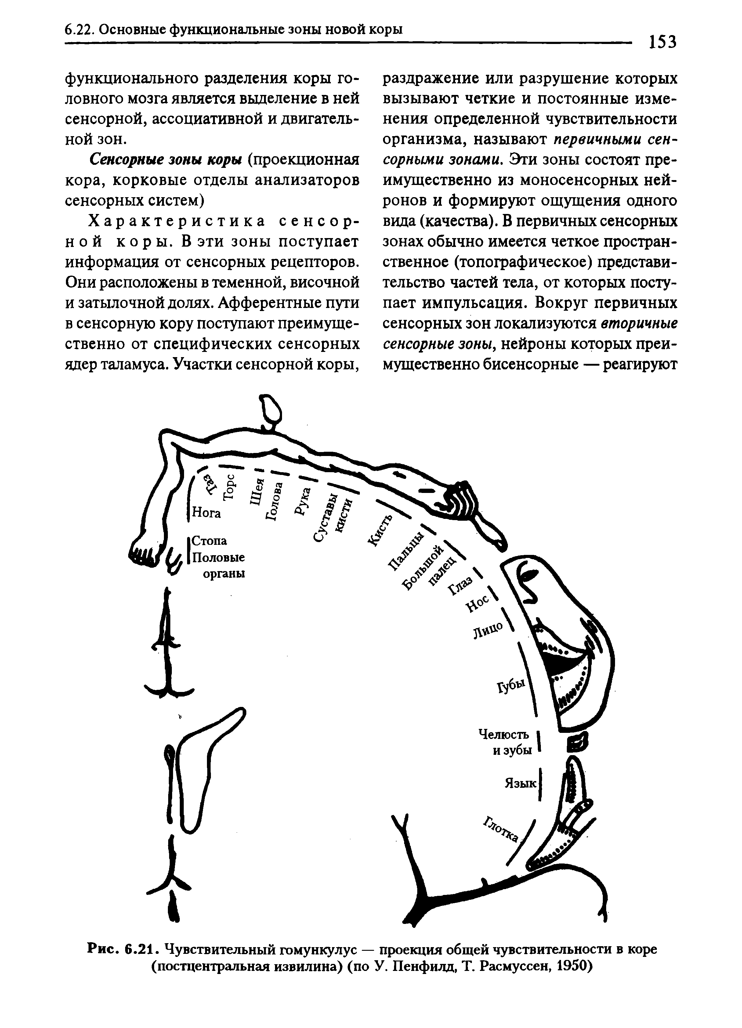 Рис. 6.21. Чувствительный гомункулус — проекция общей чувствительности в коре (постцентральная извилина) (по У. Пенфилд, Т. Расмуссен, 1950)...