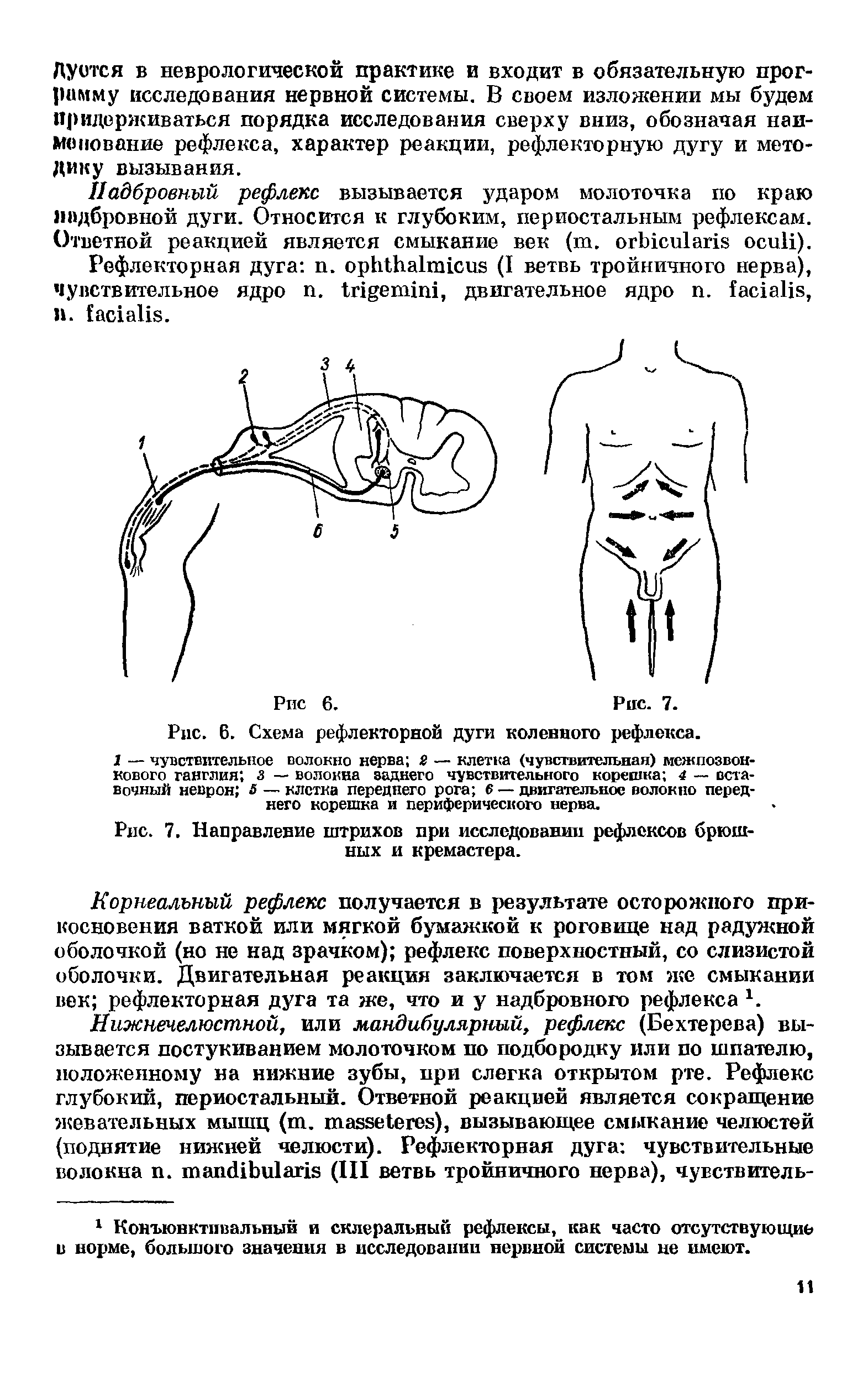 Рис. 7. Направление штрихов при исследовании рефлексов брюшных и кремастера.