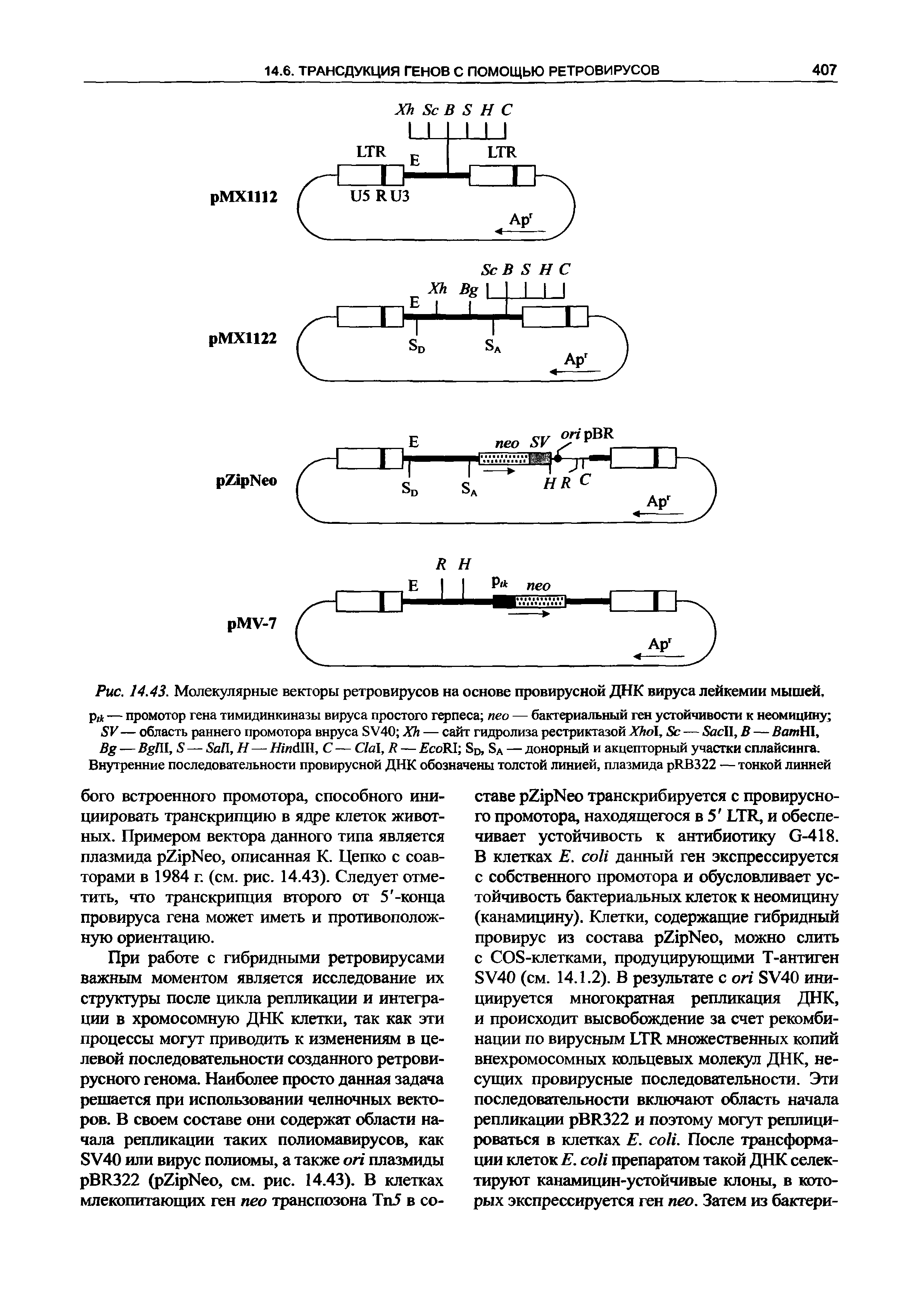 Рис. 14.43. Молекулярные векторы ретровирусов на основе провирусной ДНК вируса лейкемии мышей, P — промотор гена тимидинкиназы вируса простого герпеса пео — бактериальный ген устойчивости к неомицину ...