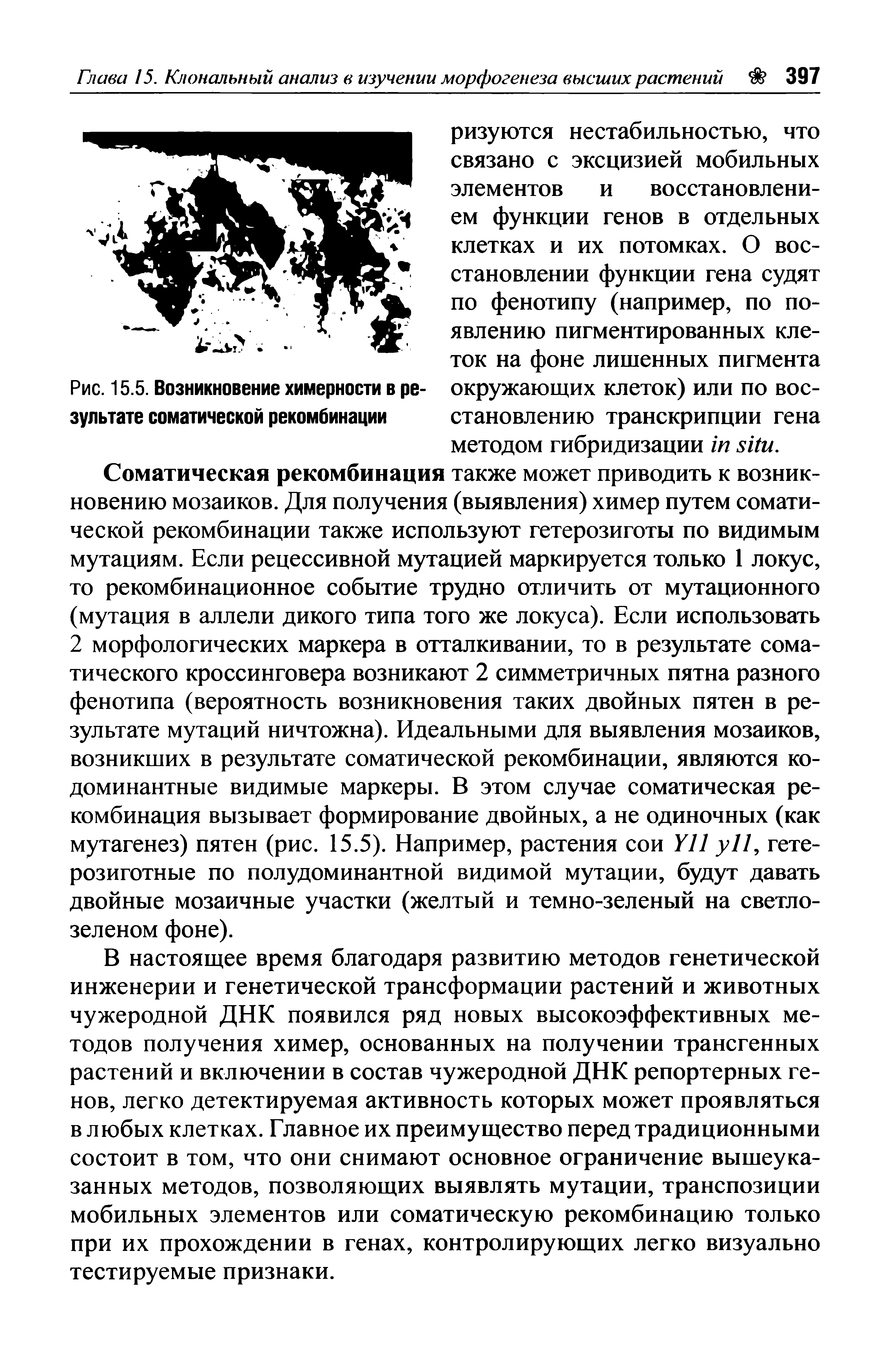 Рис. 15.5. Возникновение химерности в ре- окружающих клеток) или по вос-зультате соматической рекомбинации становлению транскрипции гена методом гибридизации .