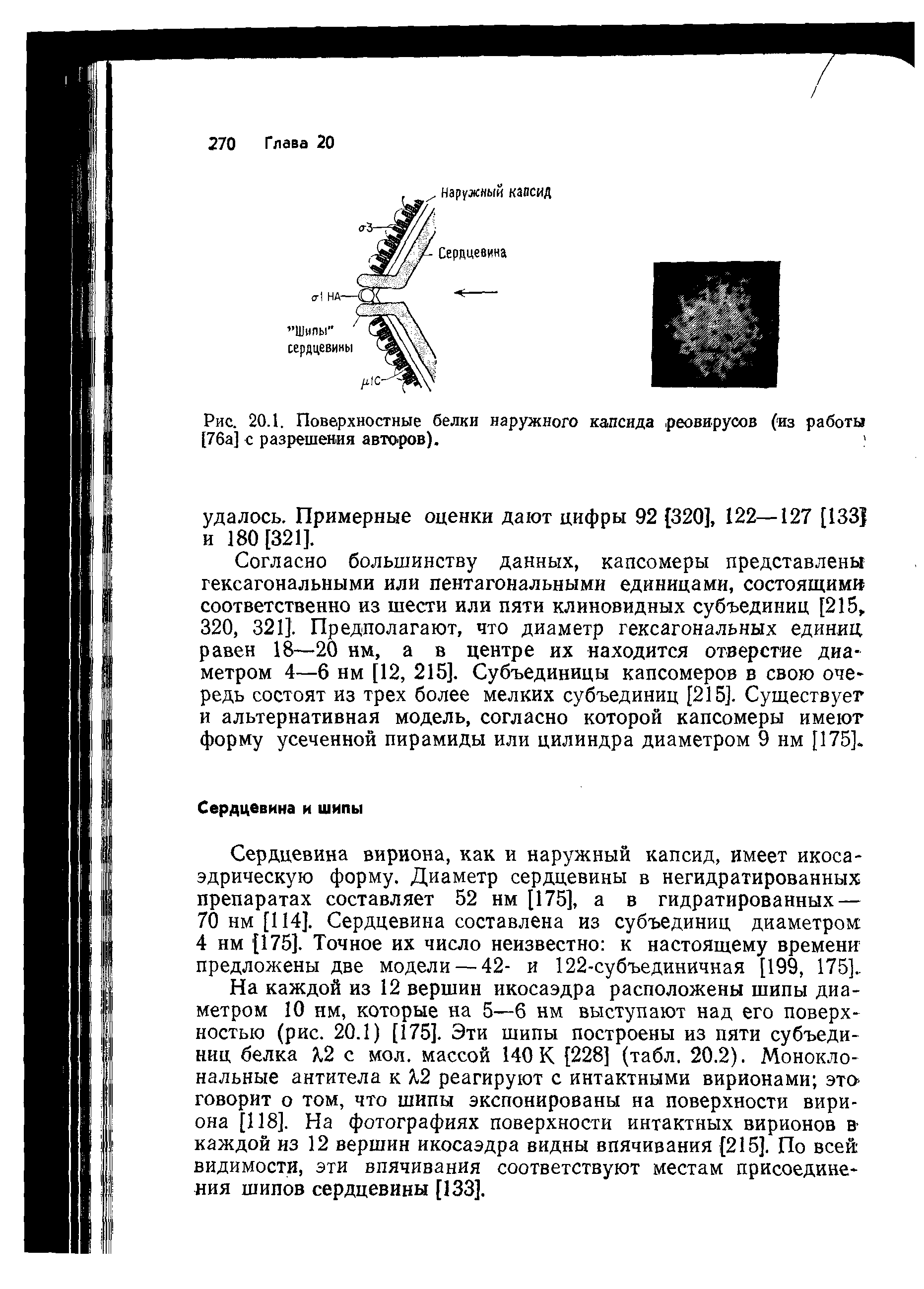 Рис. 20.1. Поверхностные белки наружного капсида. реовирусов (из работы [76а] с разрешения авторов). ...