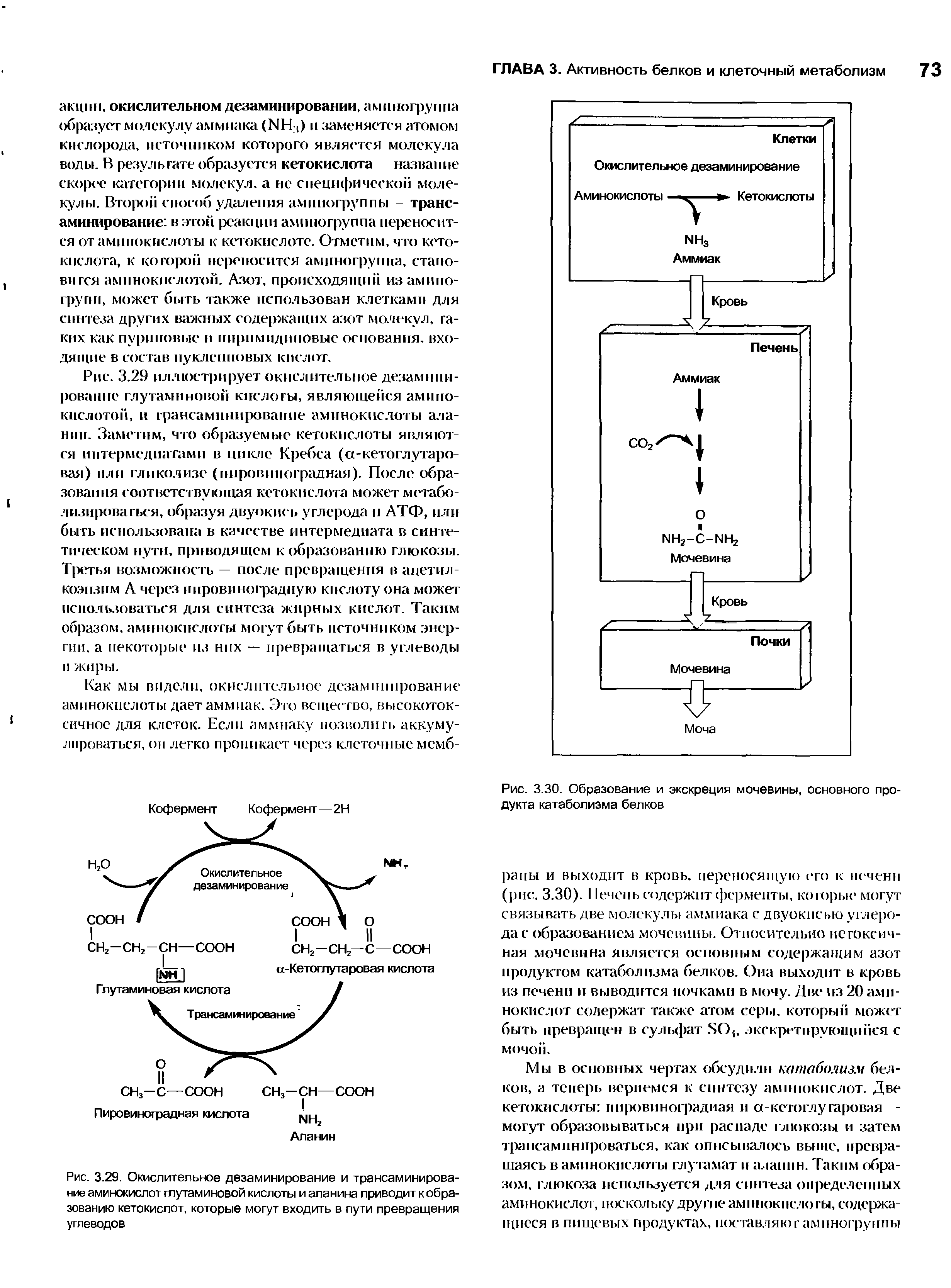 Рис. 3.29. Окислительное дезаминирование и трансаминирование аминокислот глутаминовой кислоты и аланина приводит к образованию кетокислот, которые могут входить в пути превращения углеводов...