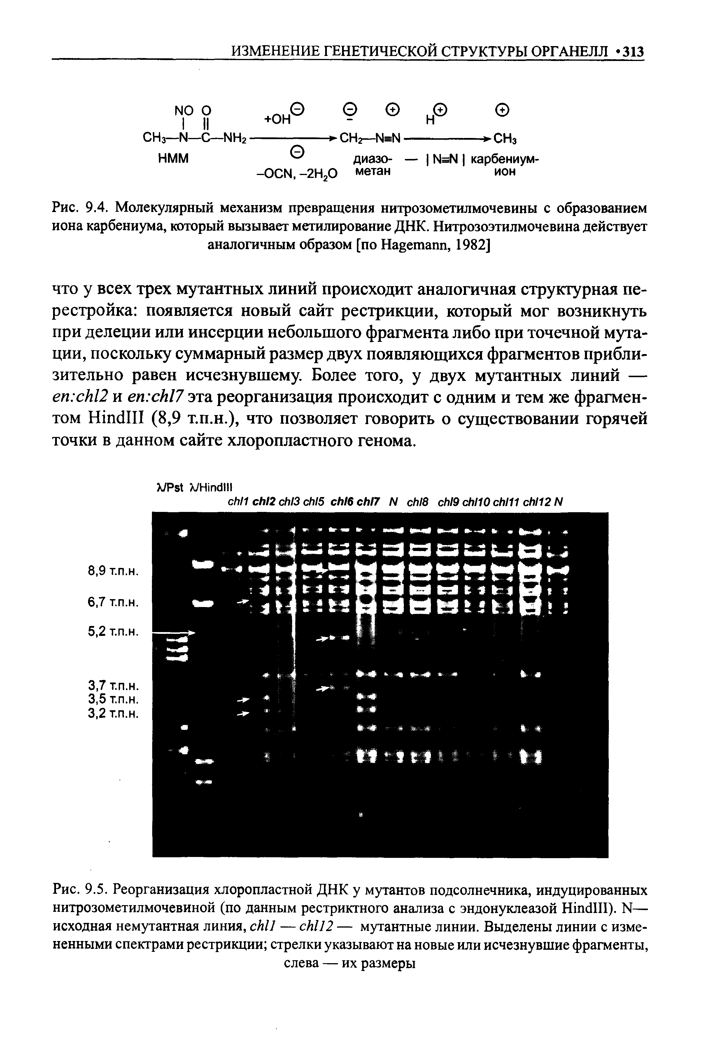 Рис. 9.4. Молекулярный механизм превращения нитрозометилмочевины с образованием иона карбениума, который вызывает метилирование ДНК. Нитрозоэтилмочевина действует аналогичным образом [по H , 1982]...