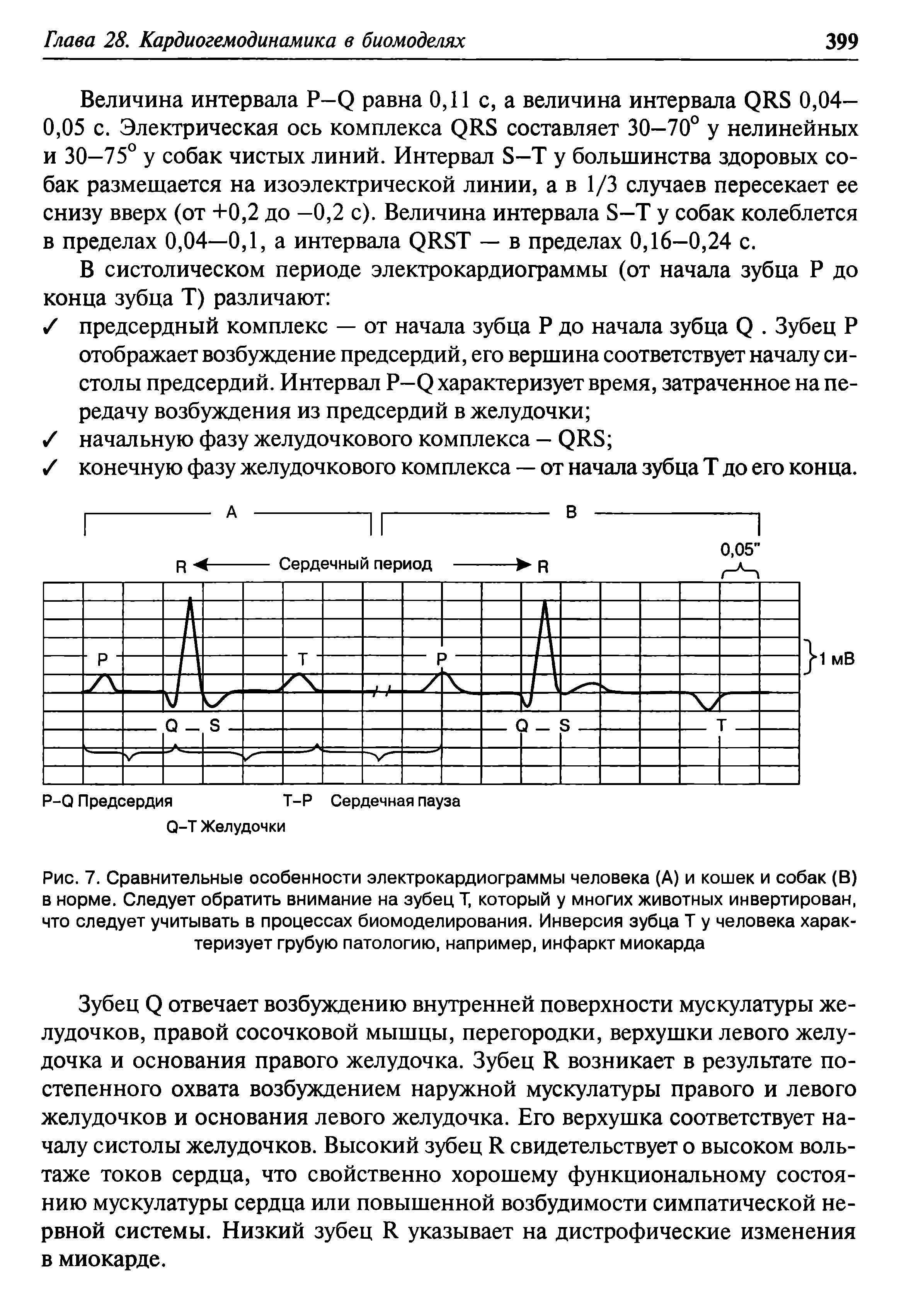 Рис. 7. Сравнительные особенности электрокардиограммы человека (А) и кошек и собак (В) в норме. Следует обратить внимание на зубец Т, который у многих животных инвертирован, что следует учитывать в процессах биомоделирования. Инверсия зубца Т у человека характеризует грубую патологию, например, инфаркт миокарда...