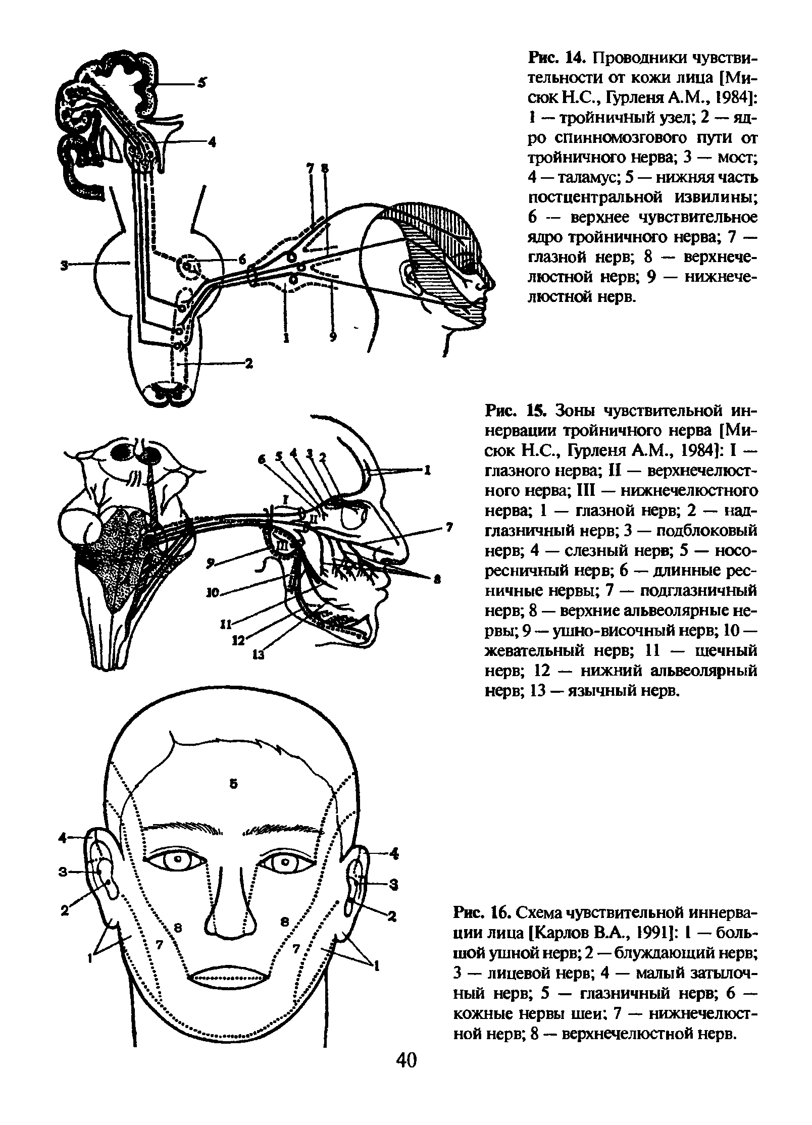 Рис. 16. Схема чувствительной иннервации лица [Карлов В.А., 1991] 1 — большой ушной нерв 2 — блуждающий нерв 3 — лицевой нерв 4 — малый затылочный нерв 5 — глазничный нерв 6 — кожные нервы шеи 7 — нижнечелюстной нерв 8 — верхнечелюстной нерв.