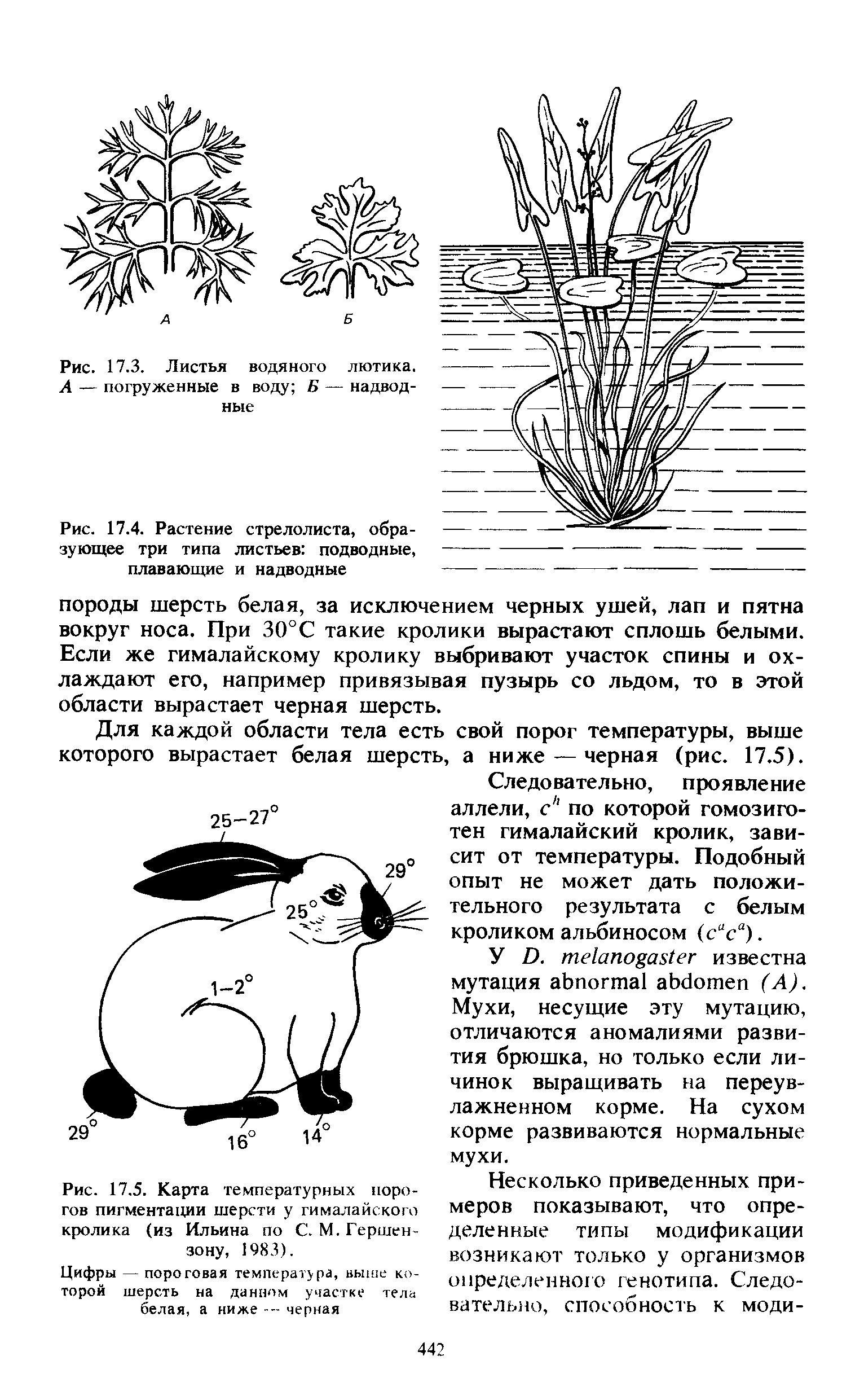 Рис. 17.4. Растение стрелолиста, образующее три типа листьев подводные, плавающие и надводные...