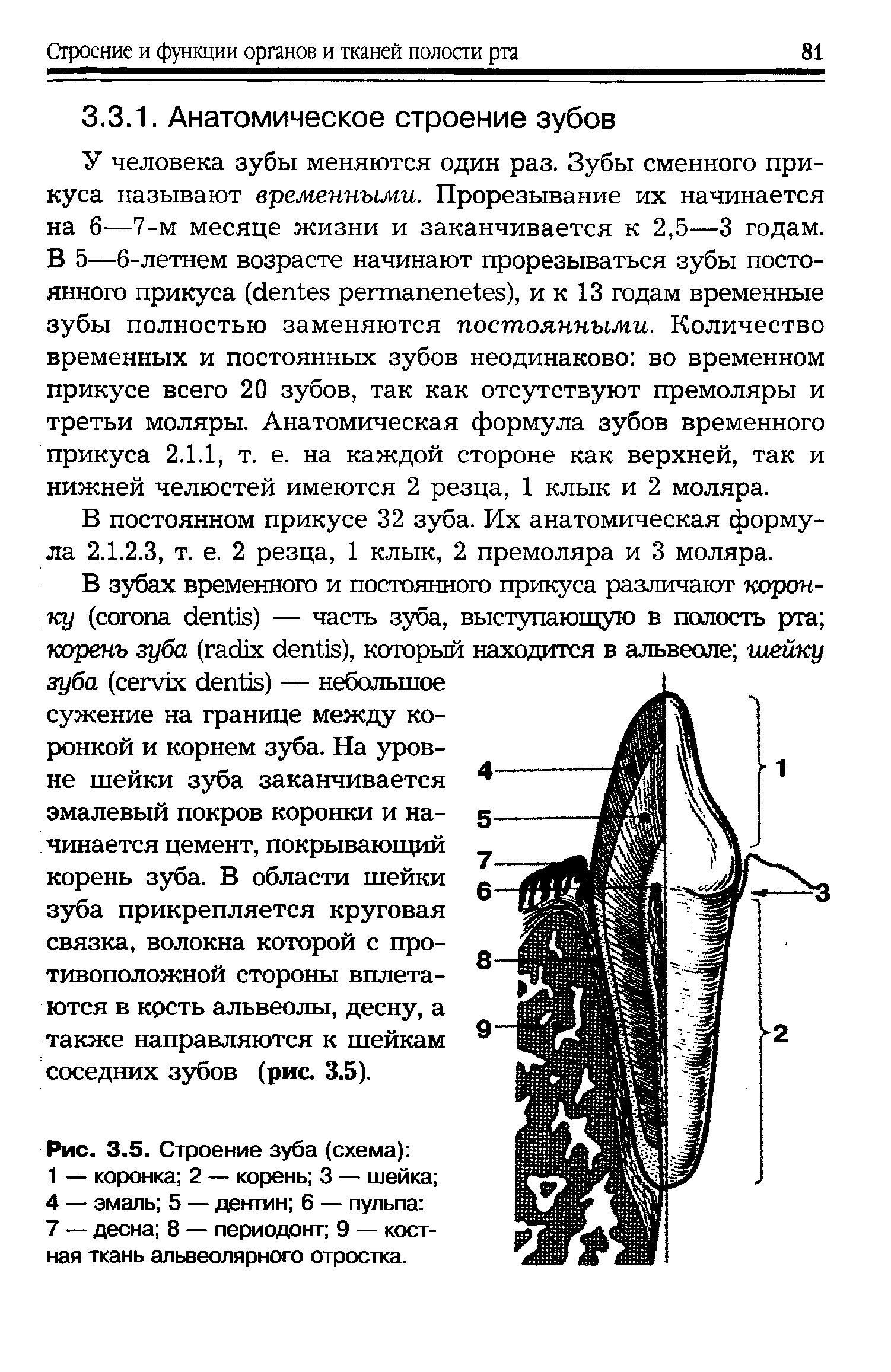 Рис. 3.5. Строение зуба (схема) 1 — коронка 2 — корень 3 — шейка 4 — эмаль 5 — дентин 6 — пульпа 7 — десна 8 — периодонт 9 — костная ткань альвеолярного отростка.