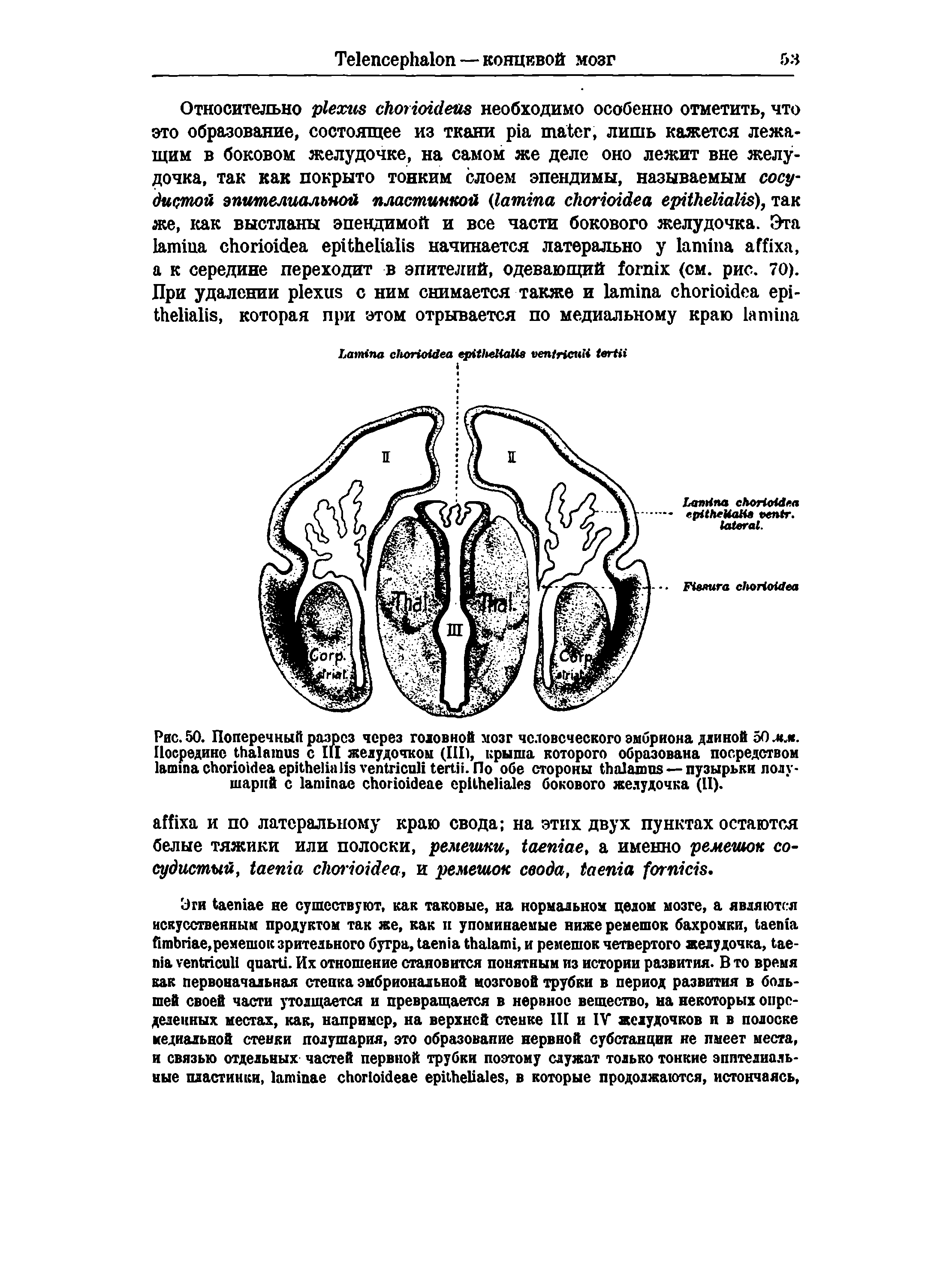 Рис. 50. Поперечник разрез через головной мозг человеческого эмбриона длиной 50 мл. Посредине с III желудочком (III), крыша которого образована посредством . обе стороны — пузырьки полушарий с бокового желудочка (II).