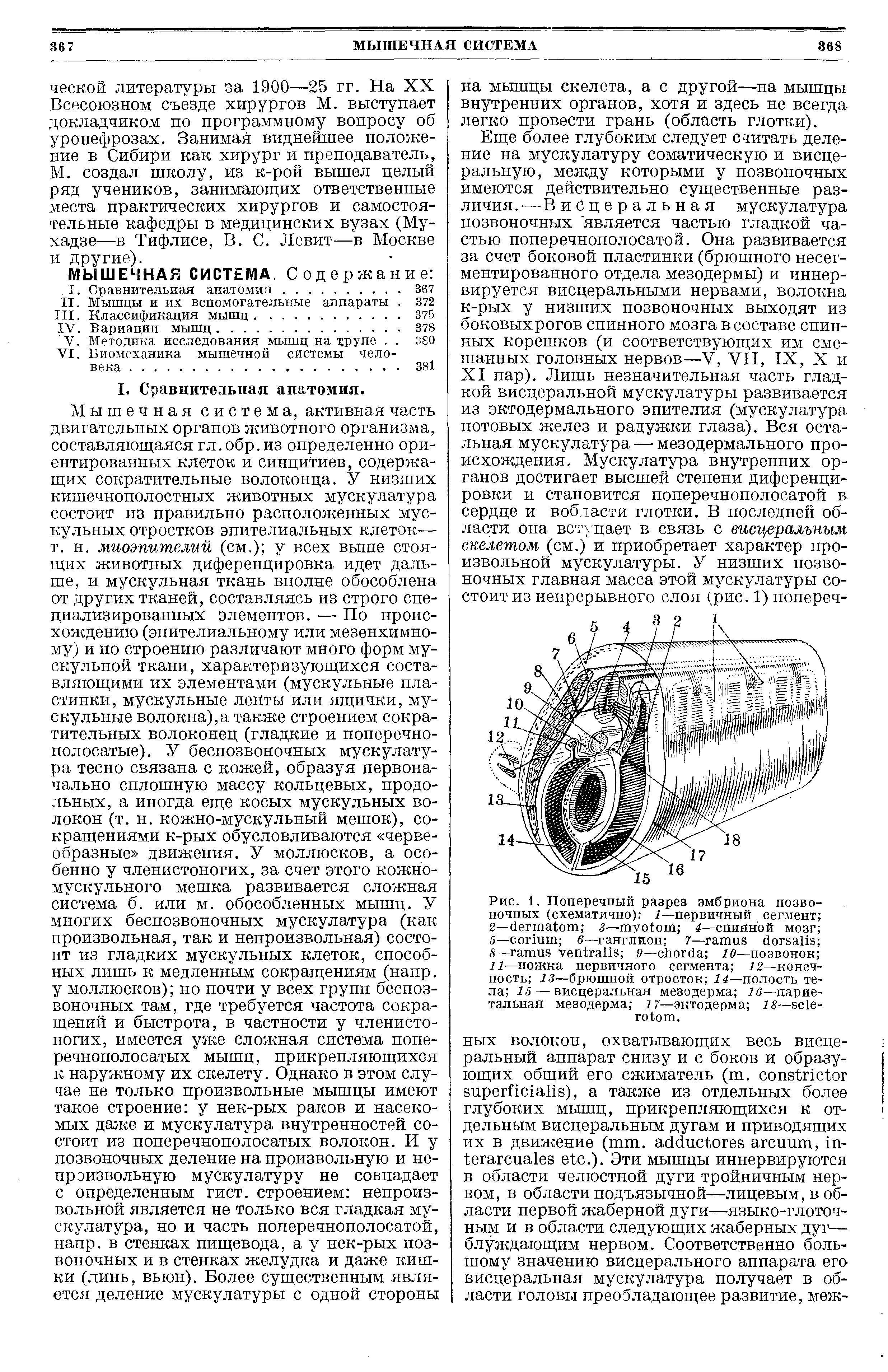 Рис. 1. Поперечный разрез эмбриона позвоночных (схематично) 1—первичный сегмент 2— з— 4—спинной мозг 5— б—ганглион 7— 8 - 9— 1 о—позвонок 11—пожка первичного сегмента 7 2—конечность 13—брюшной отросток 14—полость тела 15 — висцеральная мезодерма 16—париетальная мезодерма 17—эктодерма 18— - .