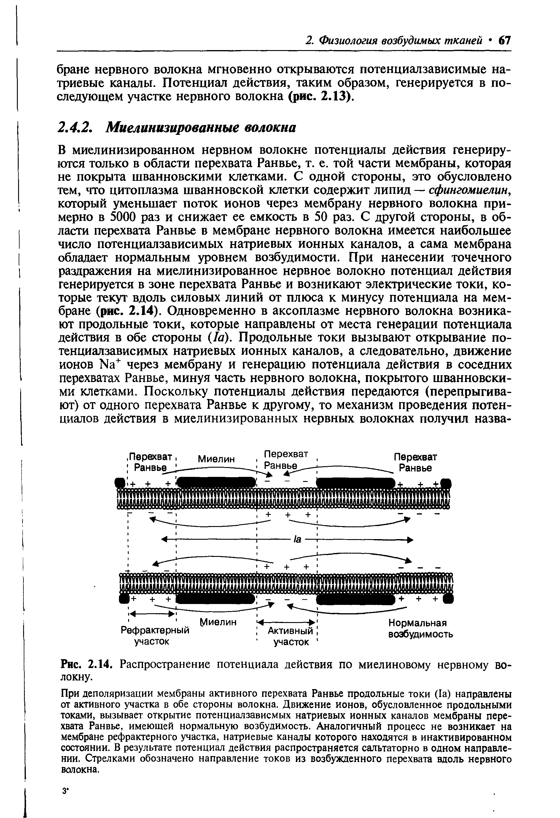 Рис. 2.14. Распространение потенциала действия по миелиновому нервному волокну.