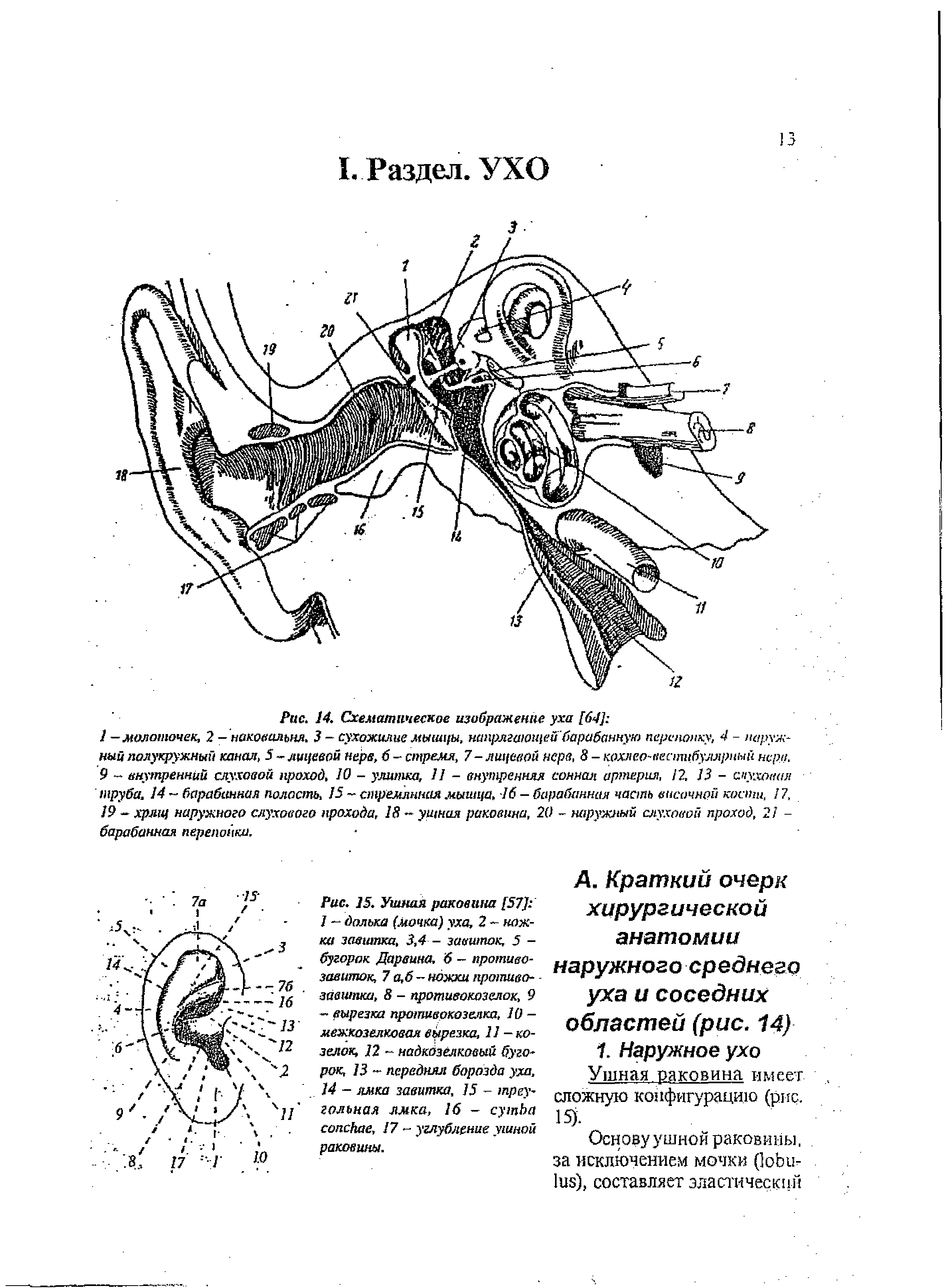 Рис. 15. Ушная раковина [57] 1 — долька (мочка) уха, 2 - ножка завитка, 3,4 - завиток, 5 -бугорок Дарвина, б - противозавиток, 7 а,б — ножки противо-завшпка, 8 - противокозелок, 9 - вырезка противокозелка, 10 -межкозелковая вырезка, 11-козелок, 12 - надкозелковый бугорок, 13 - передняя борозда уха, 14 - ямка завитка, 15 - треугольная лмка, 16 - , 17 - углубление ушной раковины.