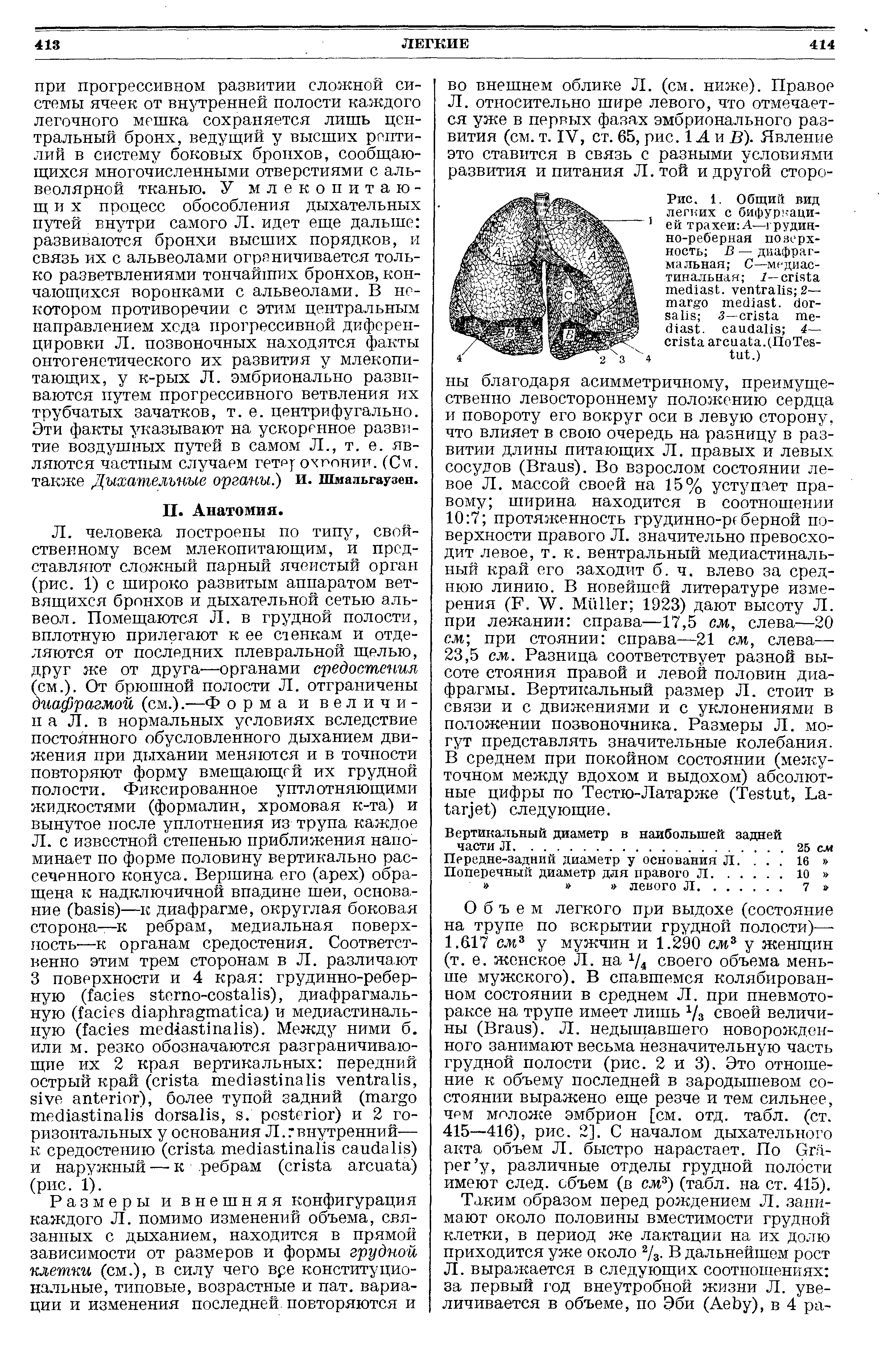 Рис. 1. Общий вид легких с бифурнацией трахеи А—грудинно-реберная поверхность В — диафрагмальная С—медиастинальная Г— , 2— . 5— . 4— .(II T - .)...