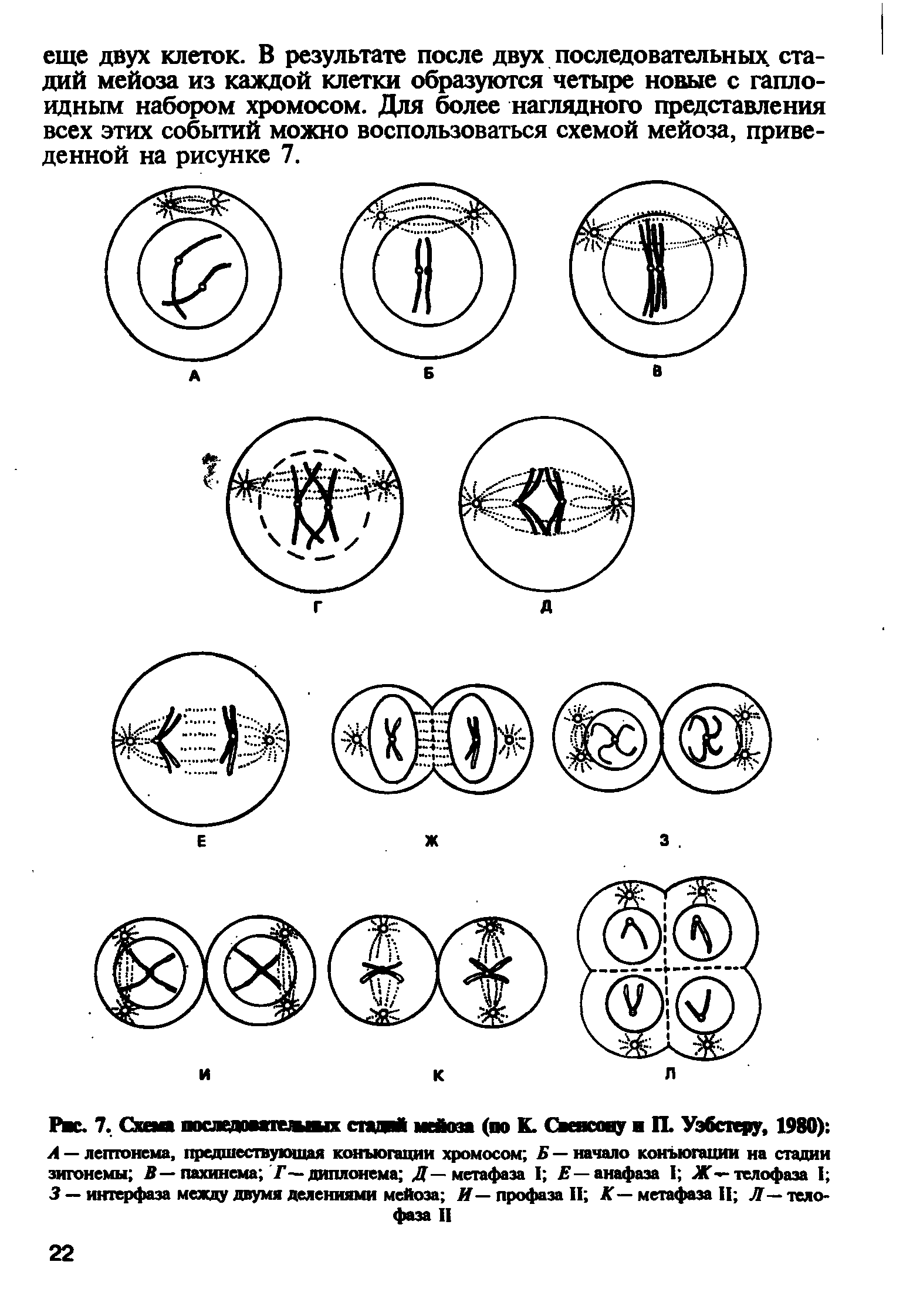 Рис. 7. Сиш посжяомпшшх стжяй мейоза (по К. Свенсону и П. Узбтру, 1980) Л — лептоиема, предшествующая конъюгации хромосом Б — начало конъюгации на стадии зигонемы В— пахинема Г диплонема Д— метафаза I Е— анафаза I Ж—телофаза I 3 — интерфаза между двумя делениями мейоза И— профаза II К — метафаза II Л— телофаза II...