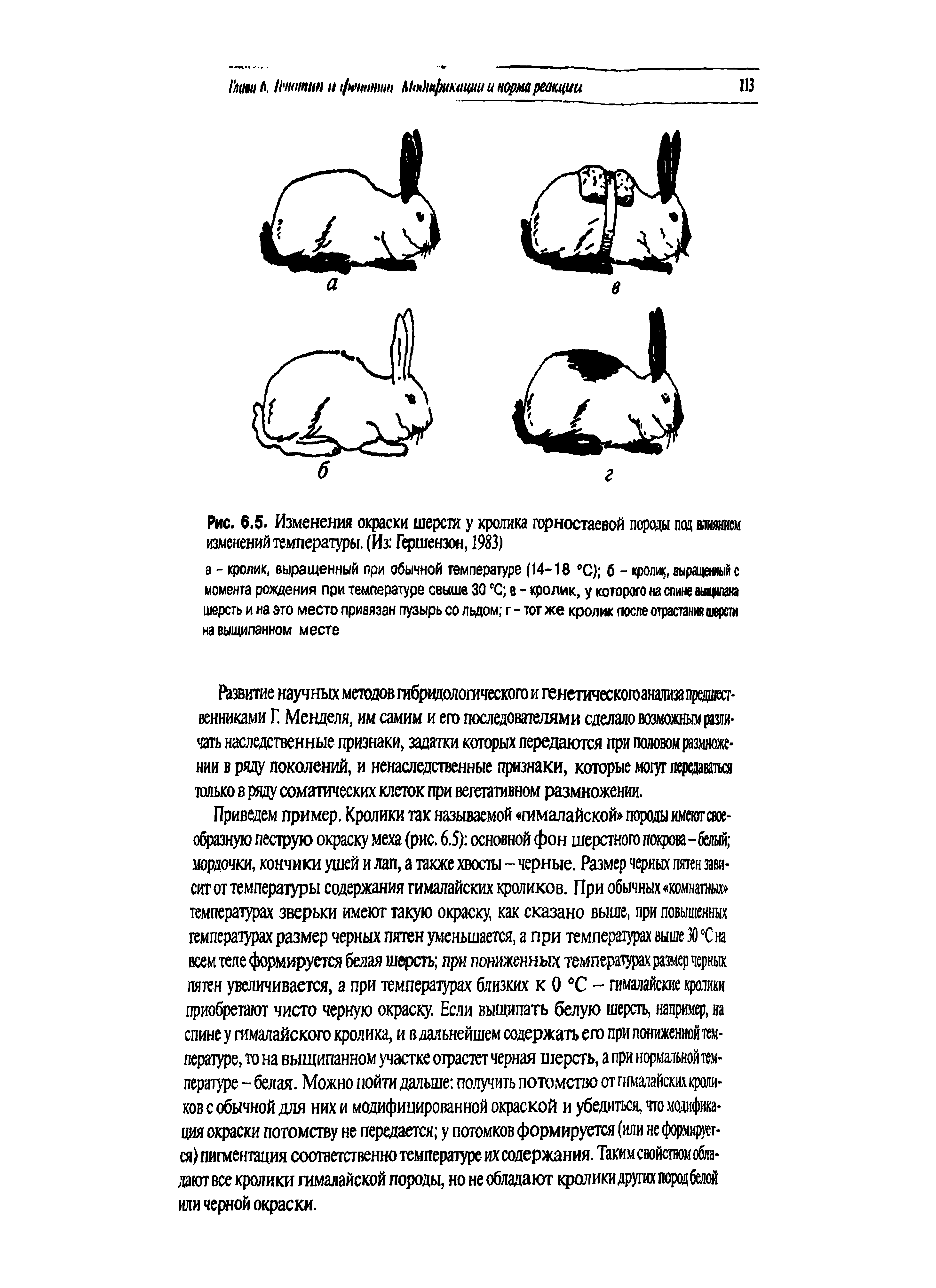 Рис. 6.5. Изменения окраски шерсти у кролика горностаевой породы под вашем изменений температуры. (Из Гершензон, 1983)...