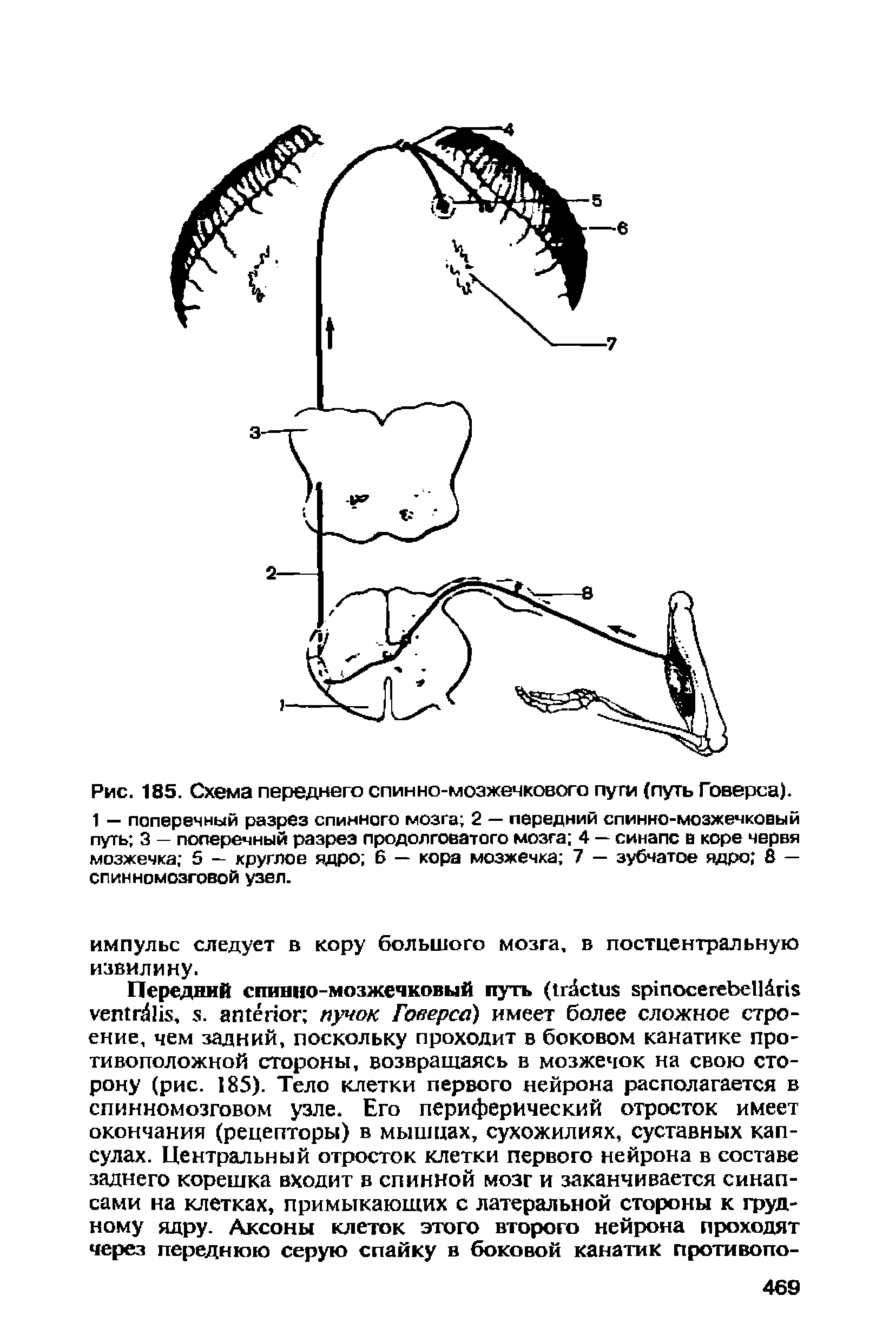 Рис. 185. Схема переднего спинно-мозжечкового пути (путь Говерса).