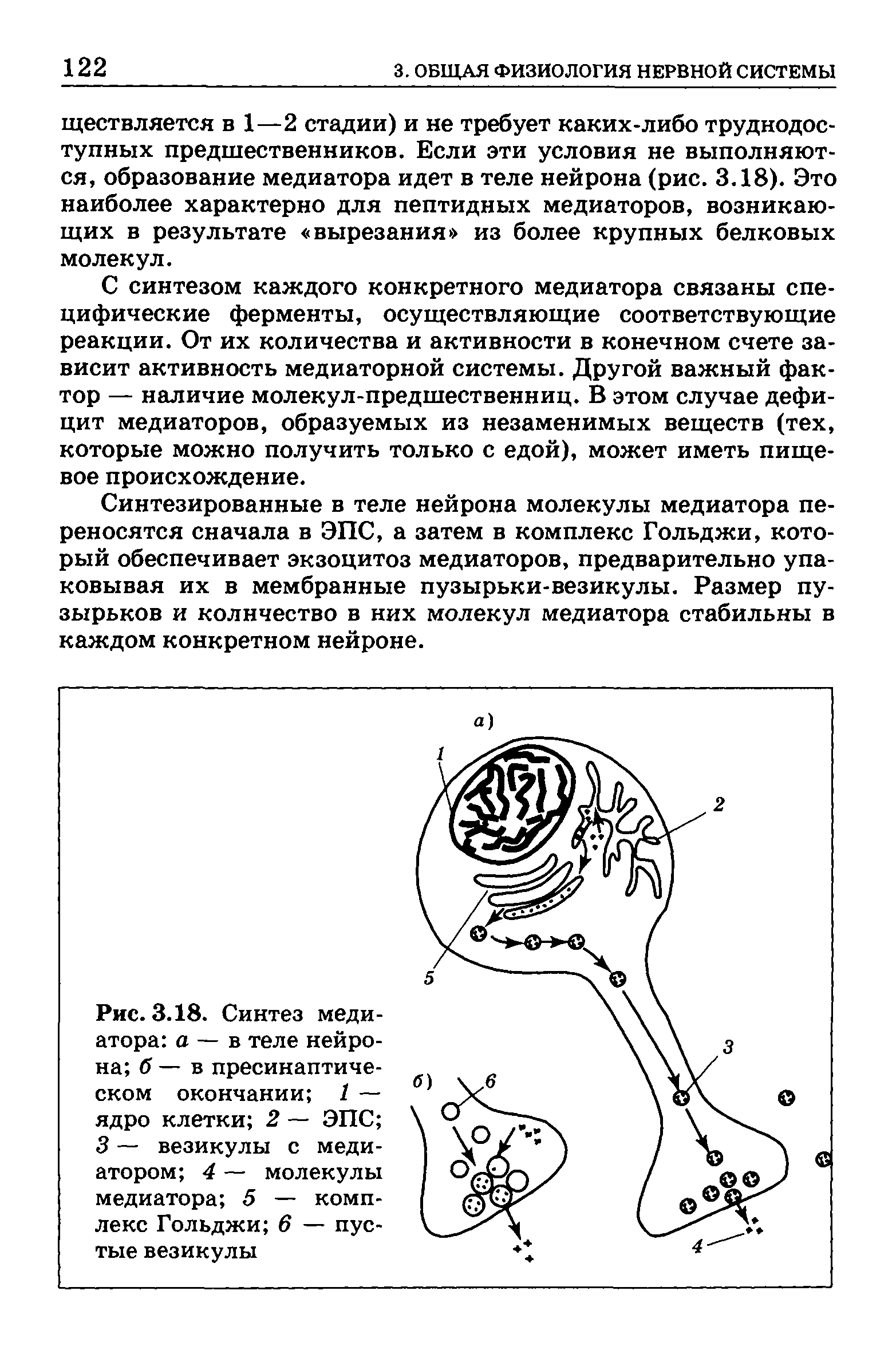 Рис. 3.18. Синтез медиатора а — в теле нейрона б — в пресинаптиче-ском окончании 1 — ядро клетки 2 — ЭПС 3 — везикулы с медиатором 4 — молекулы медиатора 5 — комплекс Гольджи 6 — пустые везикулы...