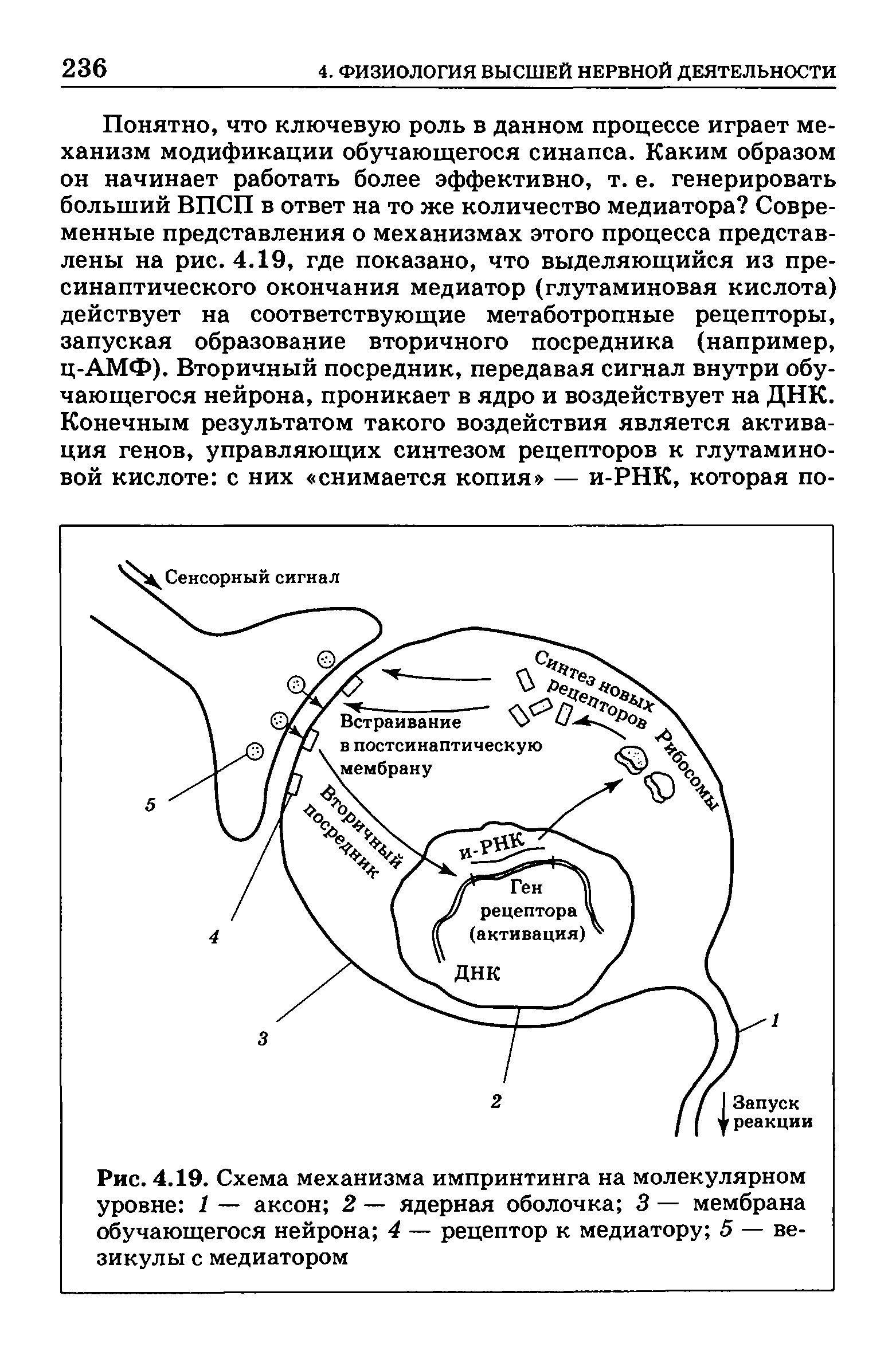 Рис. 4.19. Схема механизма импринтинга на молекулярном уровне 1 — аксон 2 — ядерная оболочка 3 — мембрана обучающегося нейрона 4 — рецептор к медиатору 5 — везикулы с медиатором...