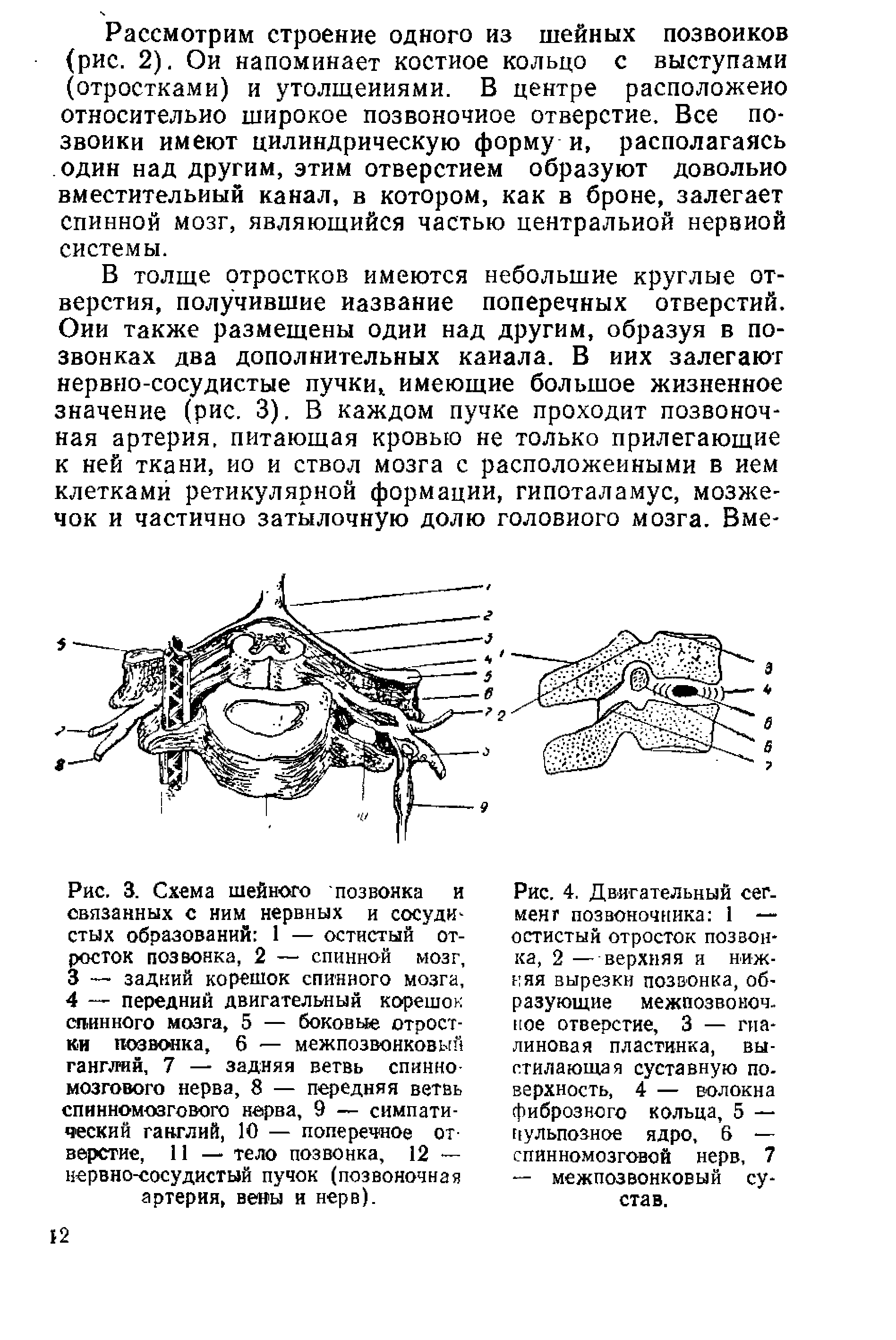 Рис. 4. Двигательный сегмент позвоночника 1 — остистый отросток позвонка, 2 — верхняя и нижняя вырезки позвонка, образующие межпозвоночное отверстие, 3 — гиалиновая пластинка, выстилающая суставную поверхность, 4 — волокна фиброзного кольца, 5 — нульпозное ядро, 6 — спинномозговой нерв, 7 — межпозвонковый сустав.