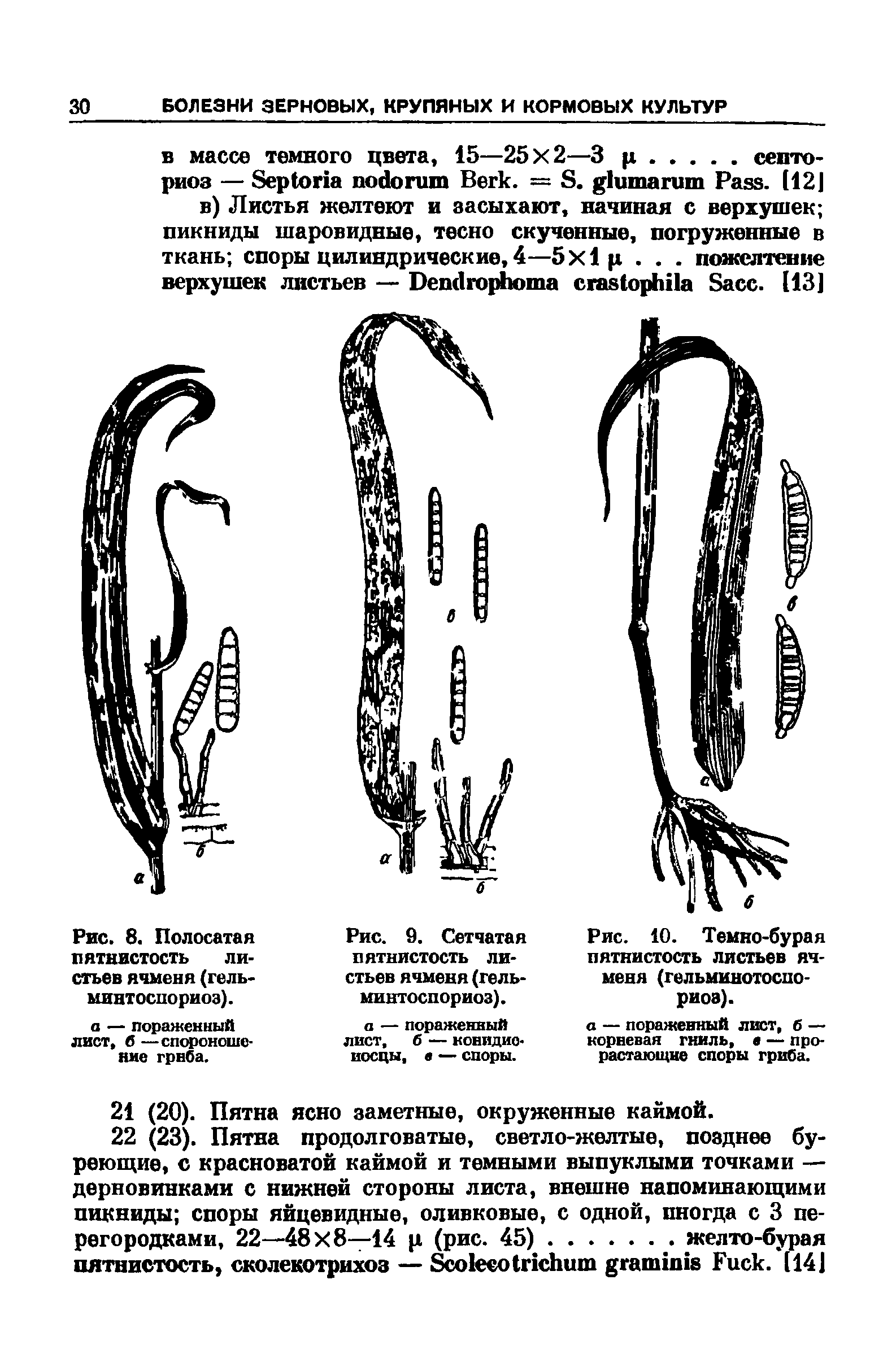 Рис. 8. Полосатая пятнистость листьев ячменя (гель-минтоспориоз).