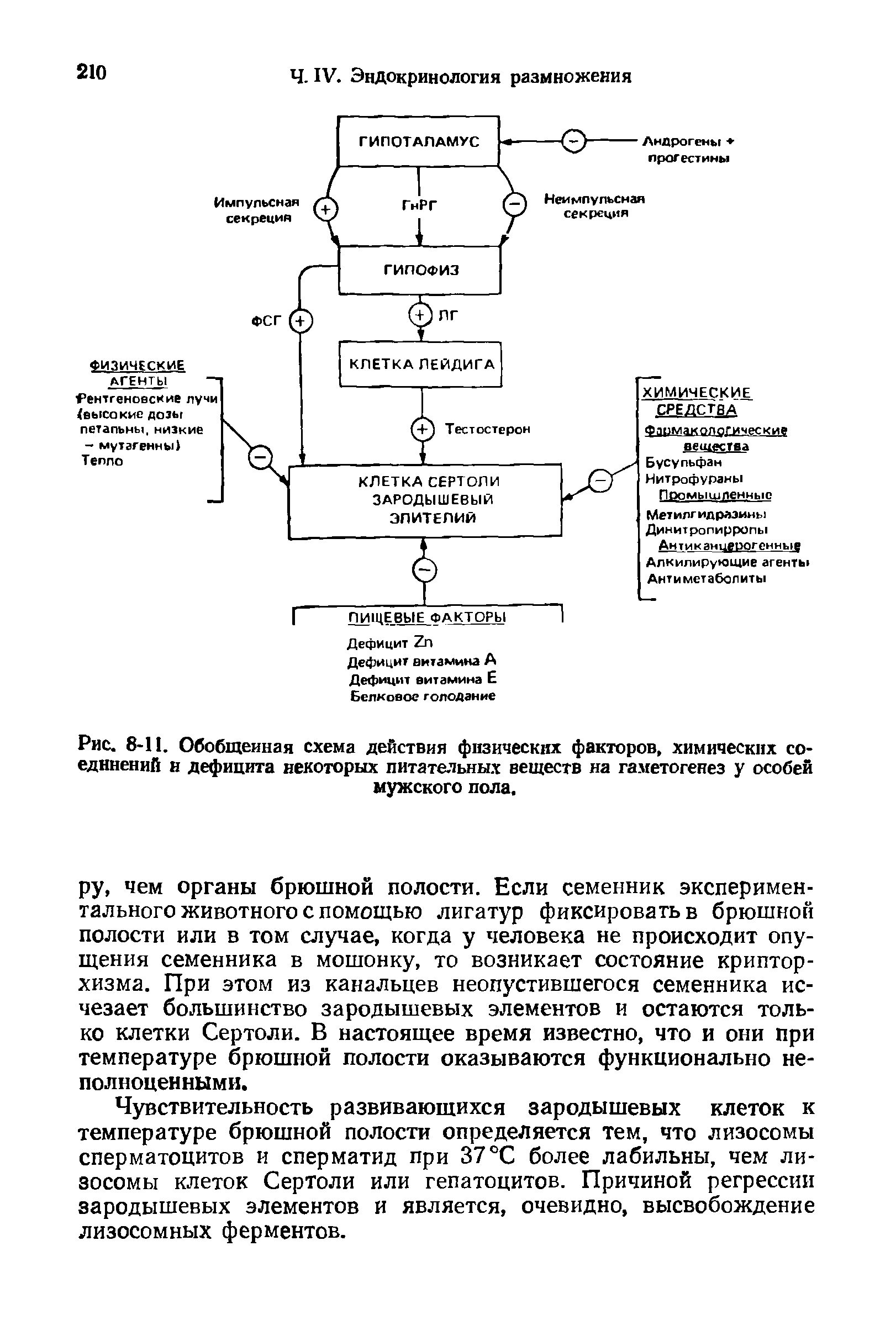 Рис. 8-11. Обобщенная схема действия физических факторов, химических соединений н дефицита некоторых питательных веществ на гаметогенез у особей мужского пола.