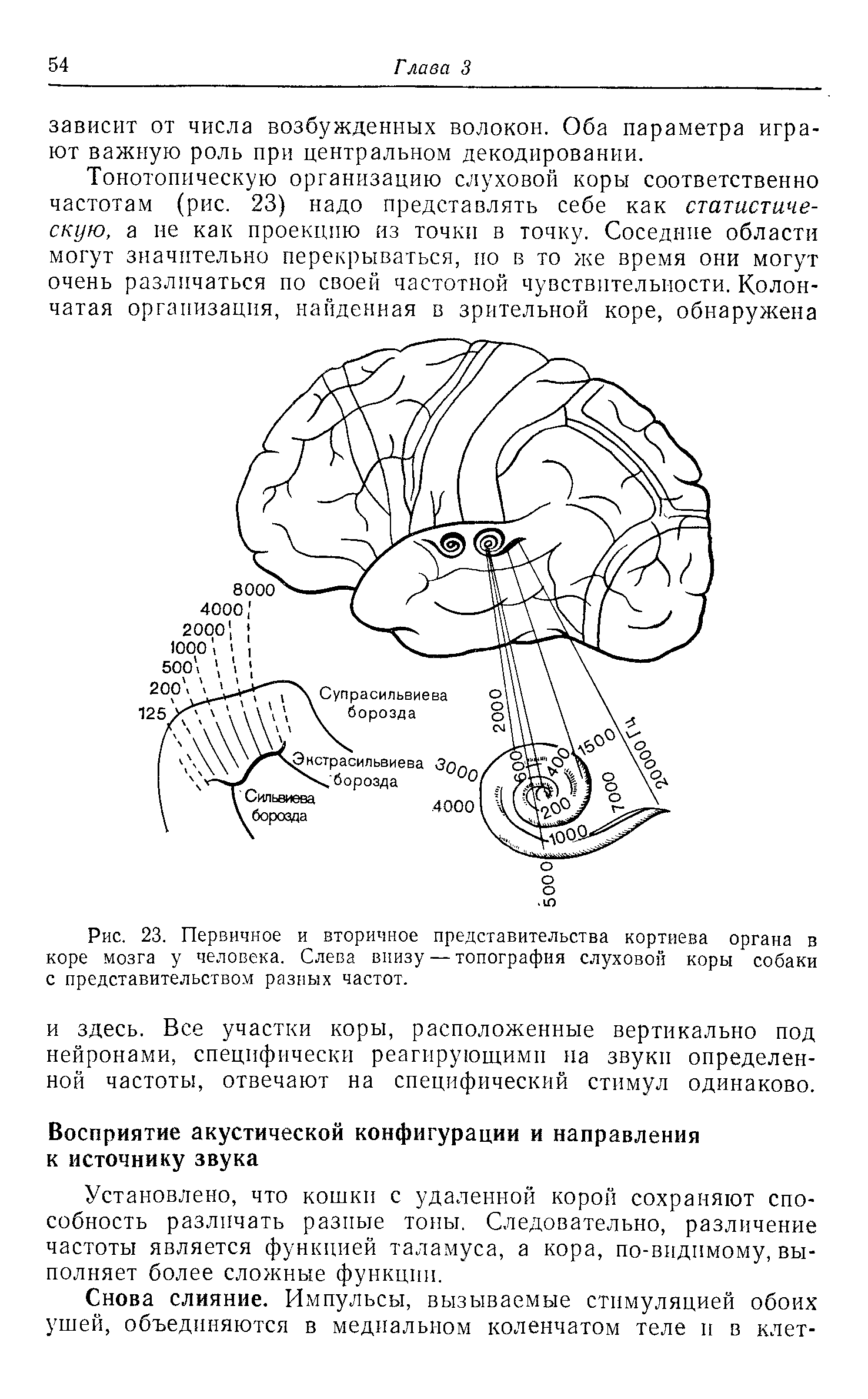 Рис. 23. Первичное и вторичное представительства кортиева органа в коре мозга у человека. Слева внизу — топография слуховой коры собаки с представительством разных частот.